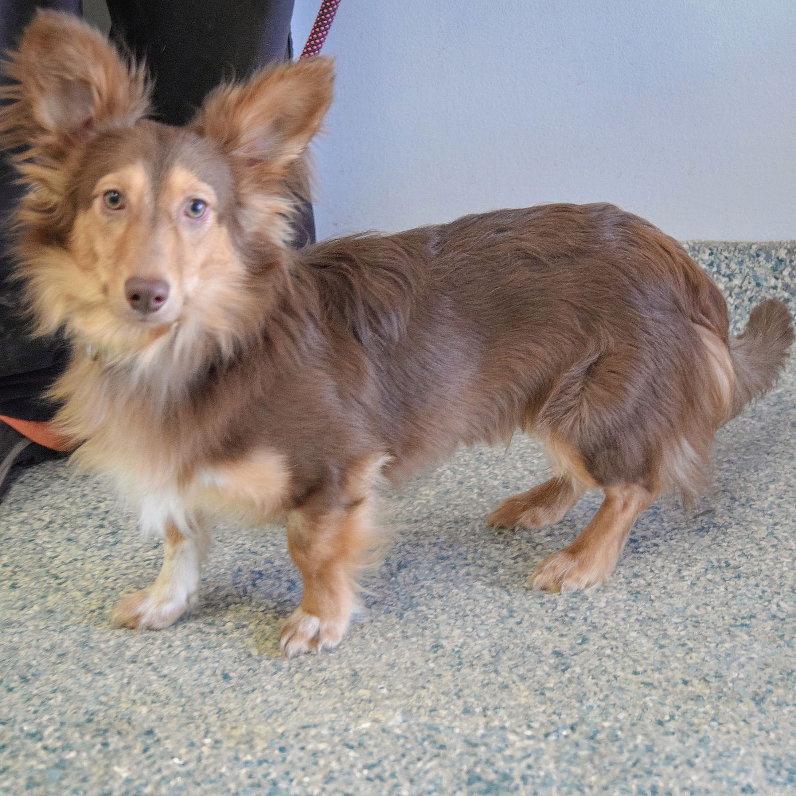 Mouse - Shetland Sheepdog Sheltie