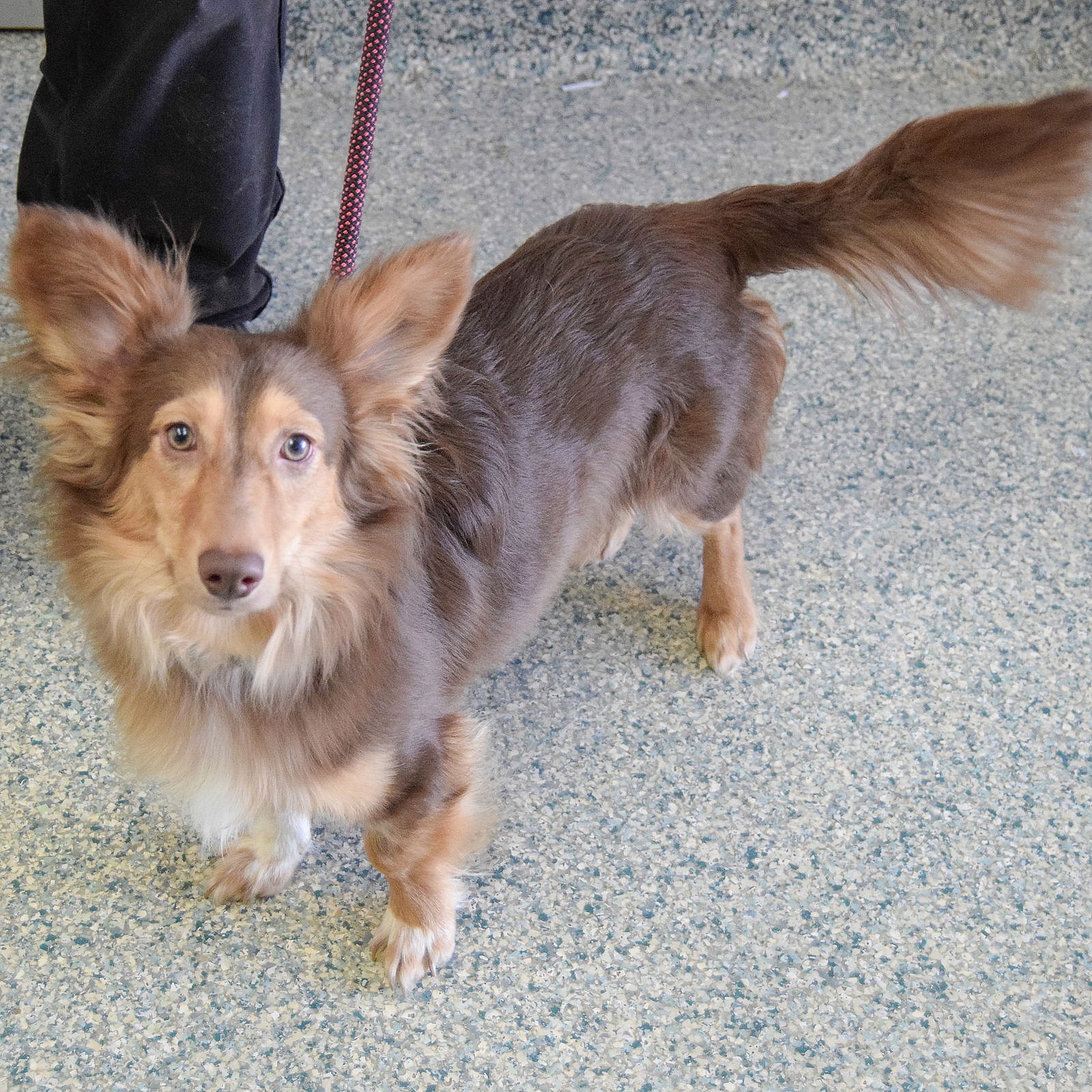 Mouse - Shetland Sheepdog Sheltie