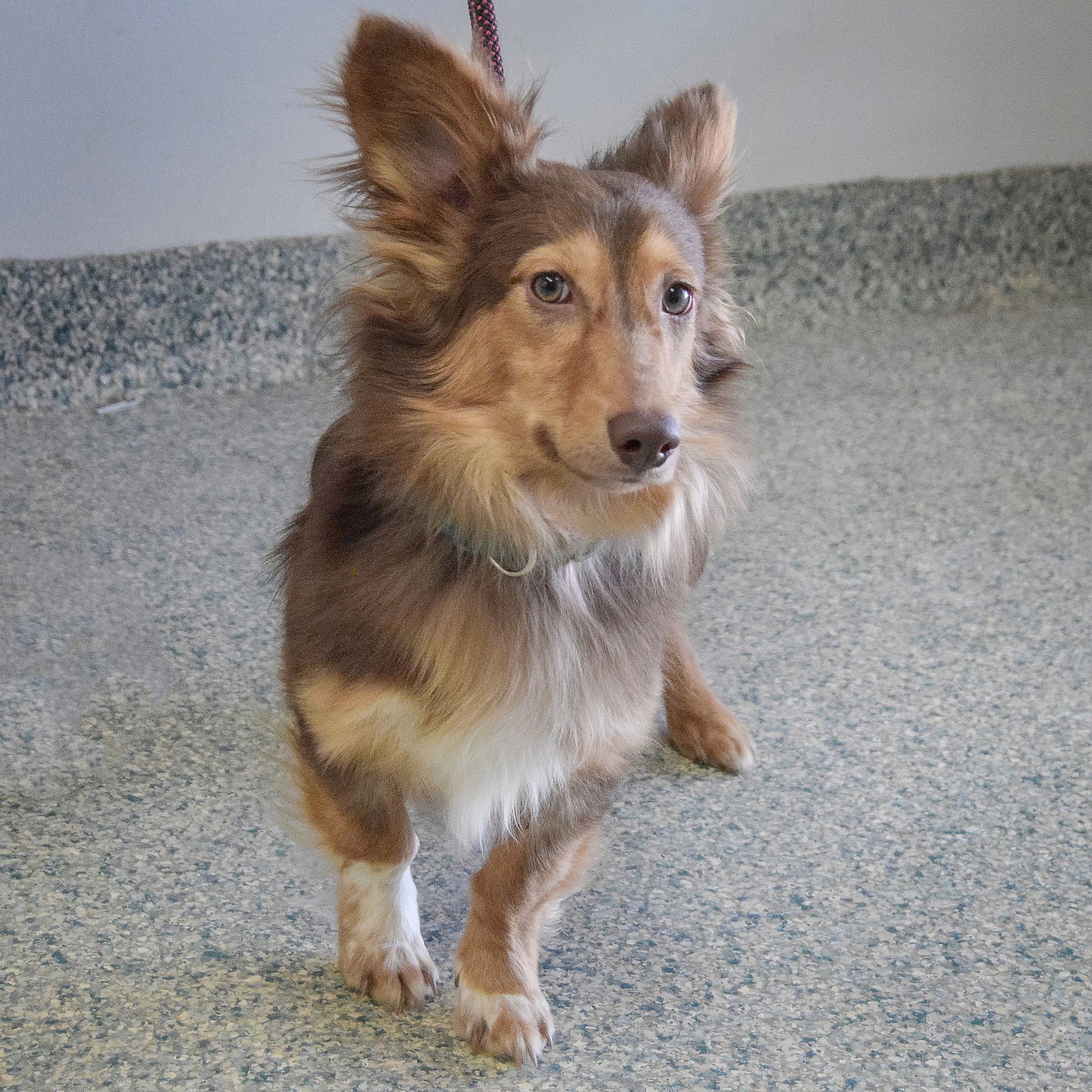 Mouse - Shetland Sheepdog Sheltie
