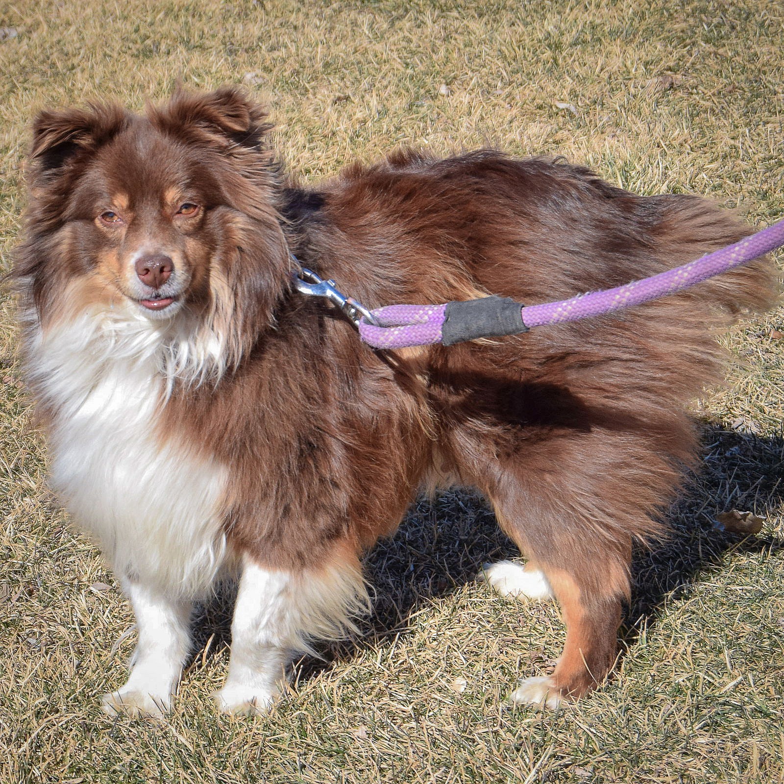 Layla - Australian Shepherd