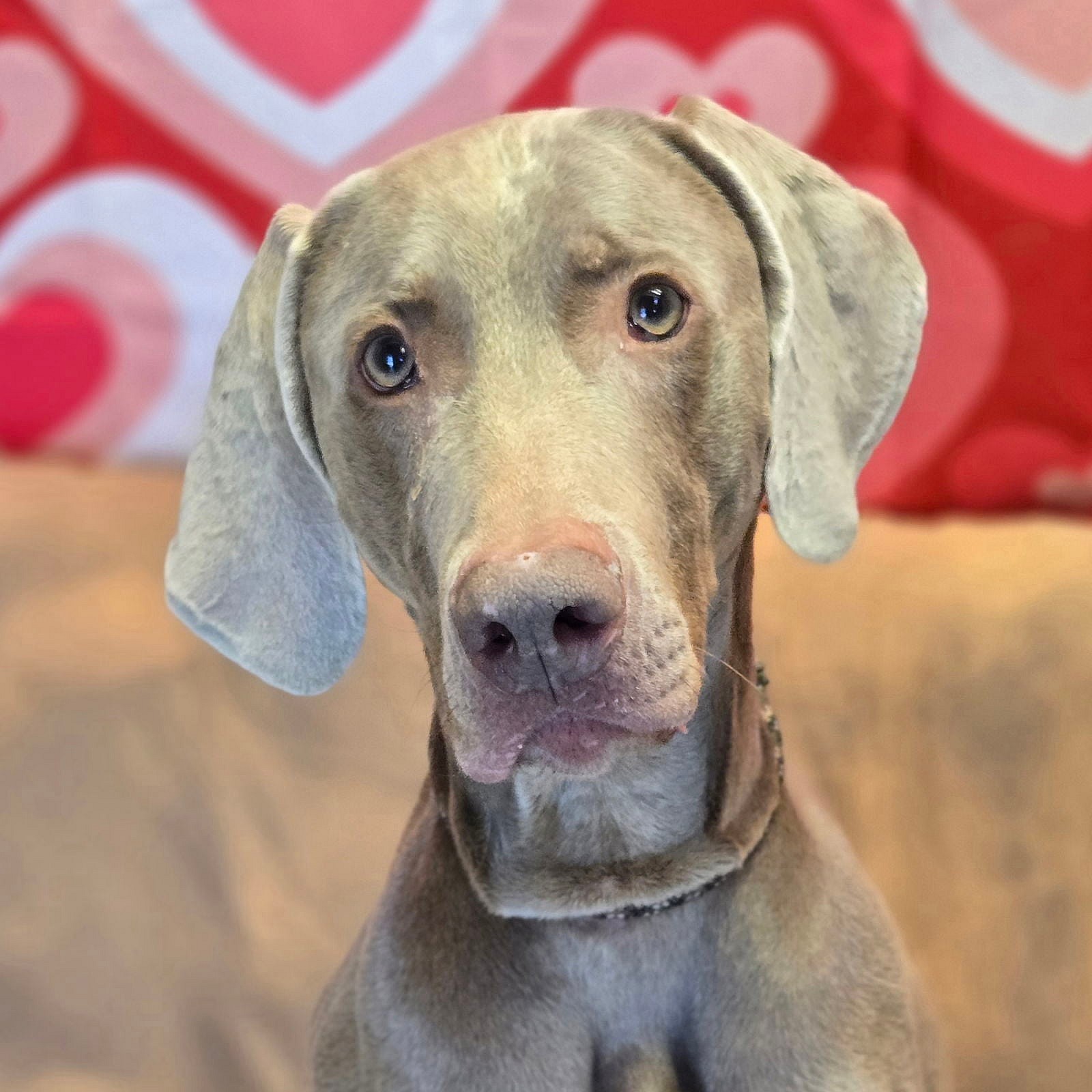 Geist - Weimaraner