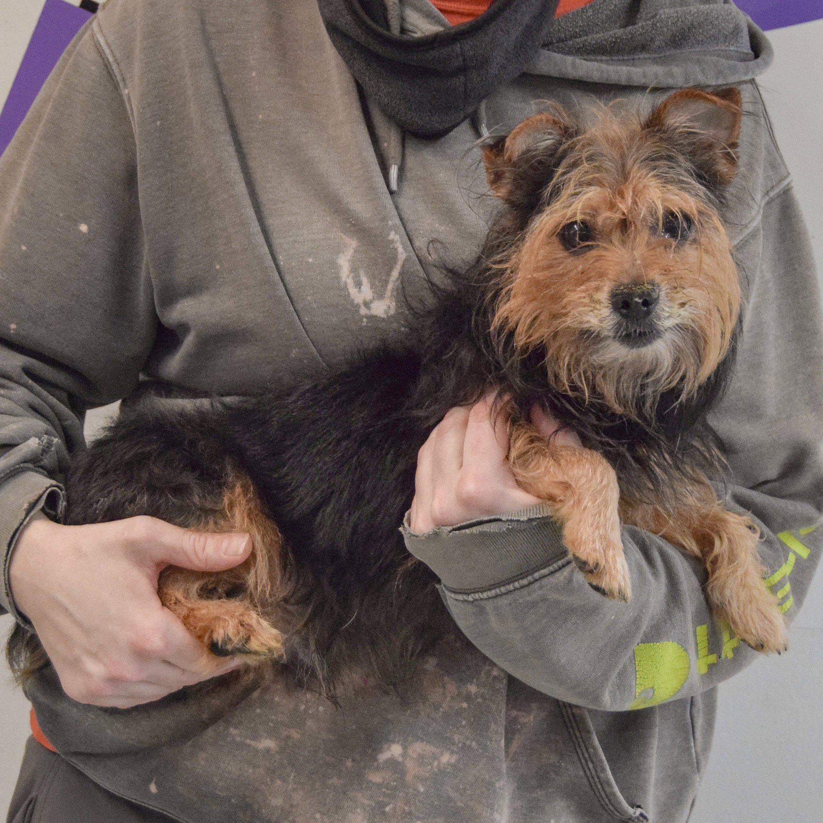 Todd - Yorkshire Terrier Yorkie