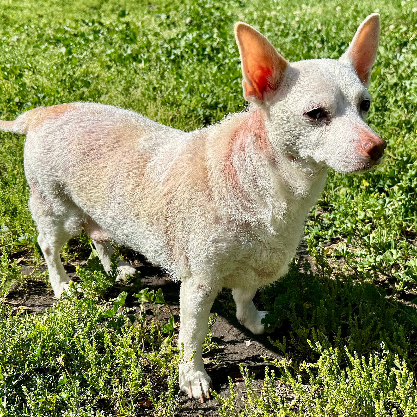 Jetson - Chihuahua