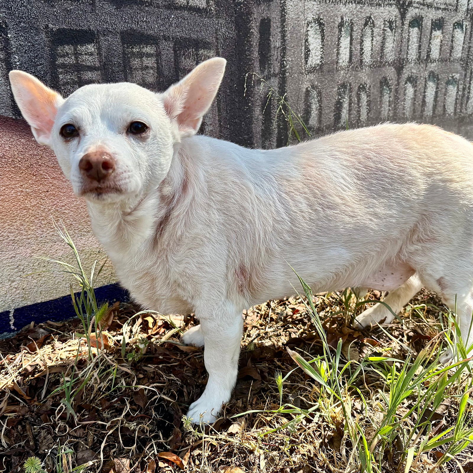 Jetson - Chihuahua