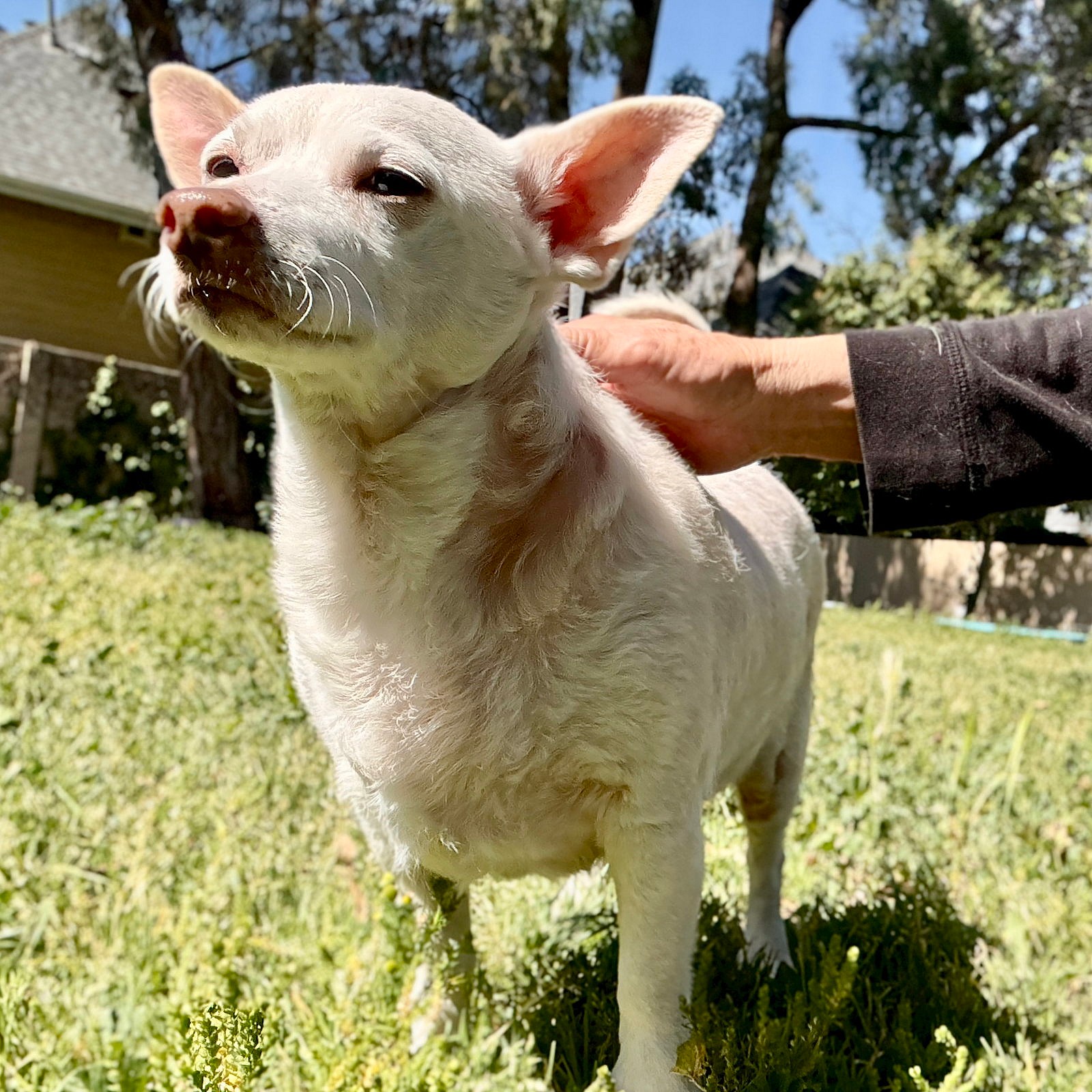 Jetson - Chihuahua