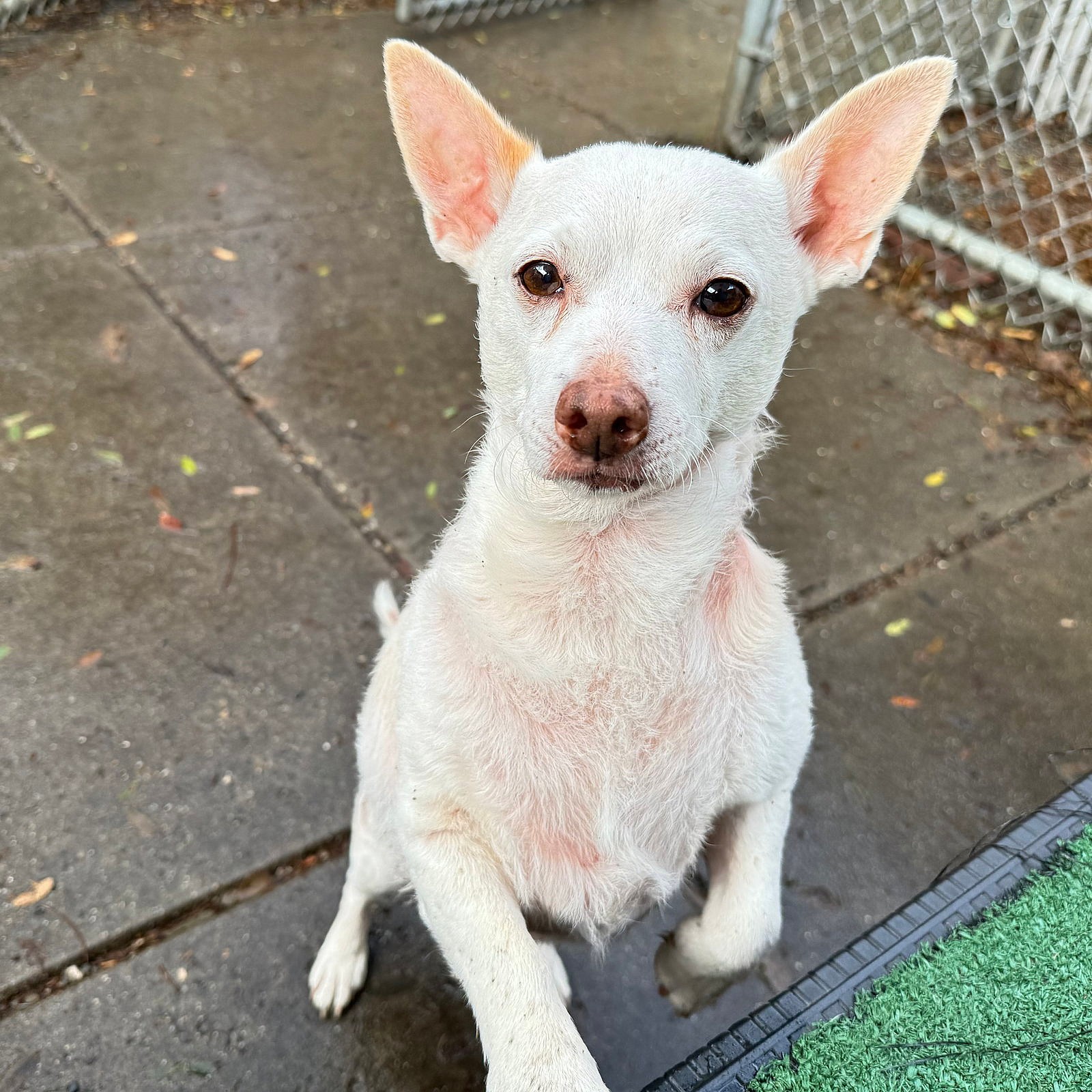 Jetson - Chihuahua