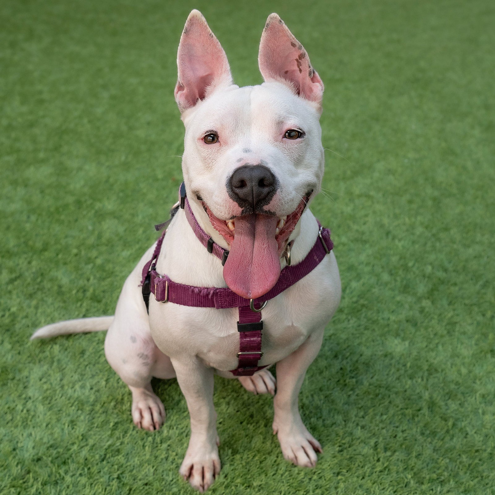 Princess - Pit Bull Terrier