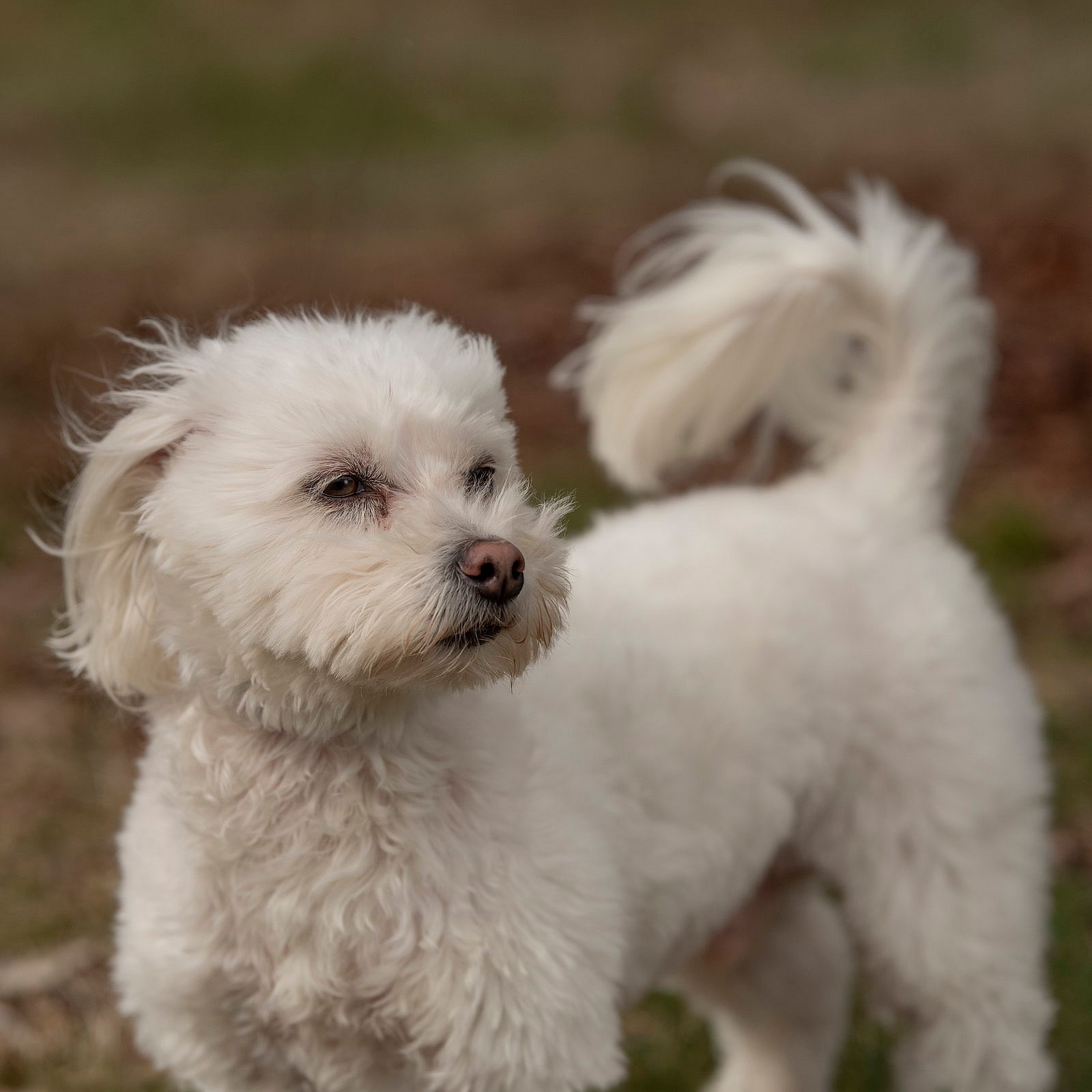 Nolan - Poodle (Toy)