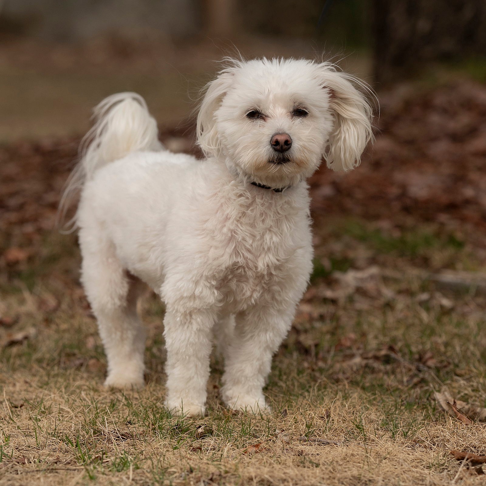 Nolan - Poodle (Toy)