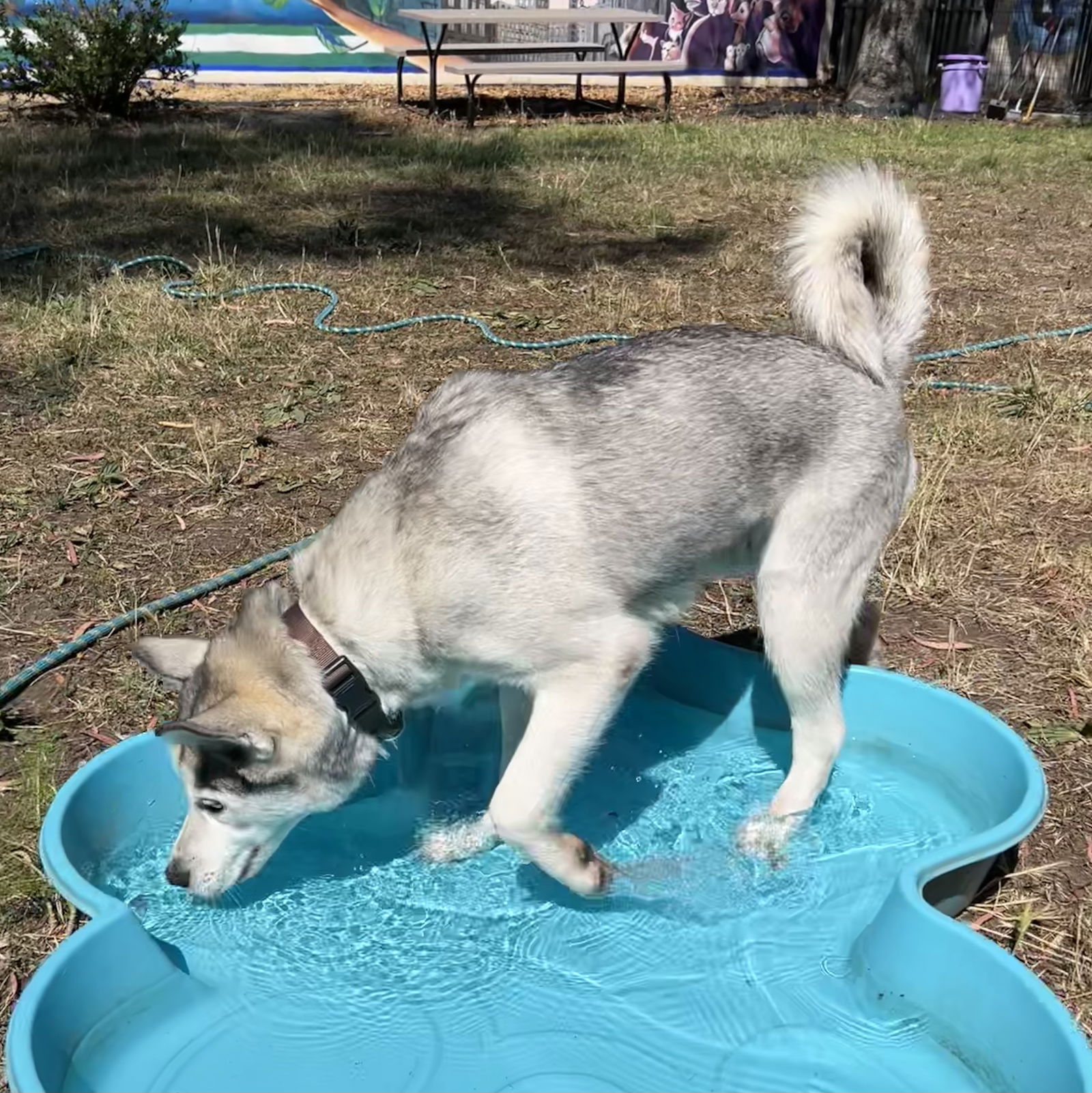 Zeus - Siberian Husky