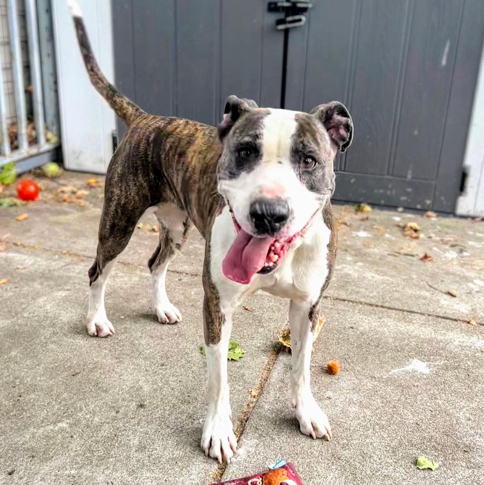 Tulare - Pit Bull Terrier