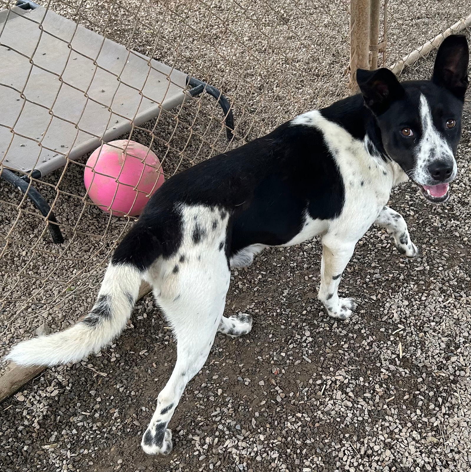 Grady SCAS - Labrador Retriever