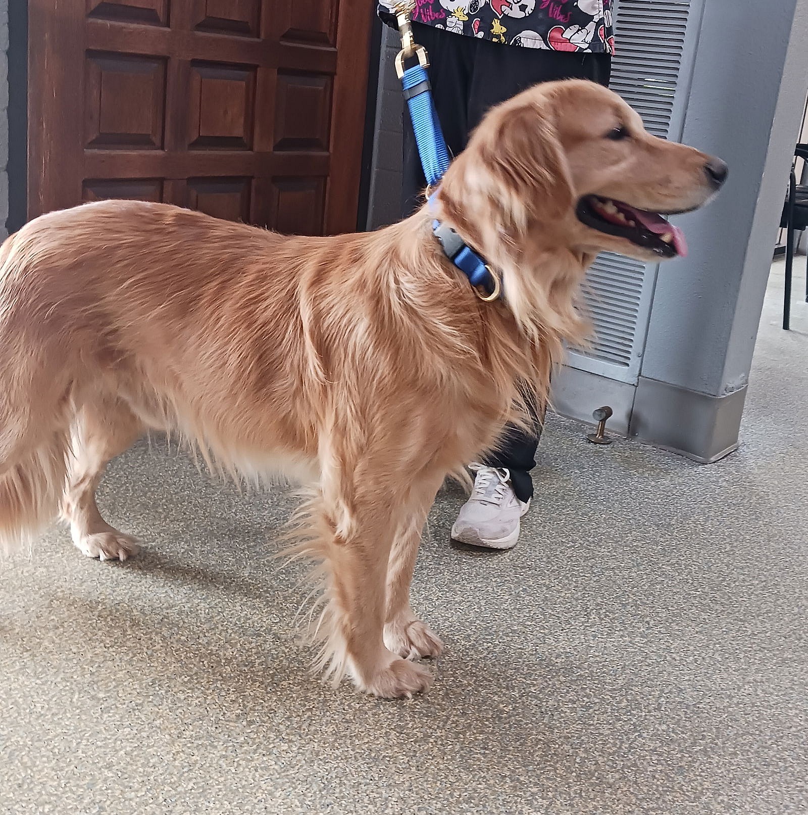 Toby - Golden Retriever