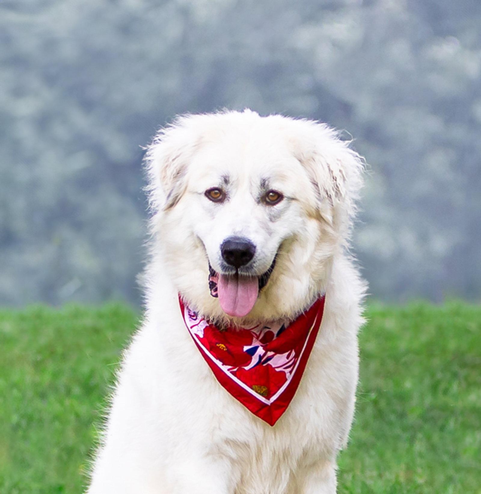 Winnie - Great Pyrenees