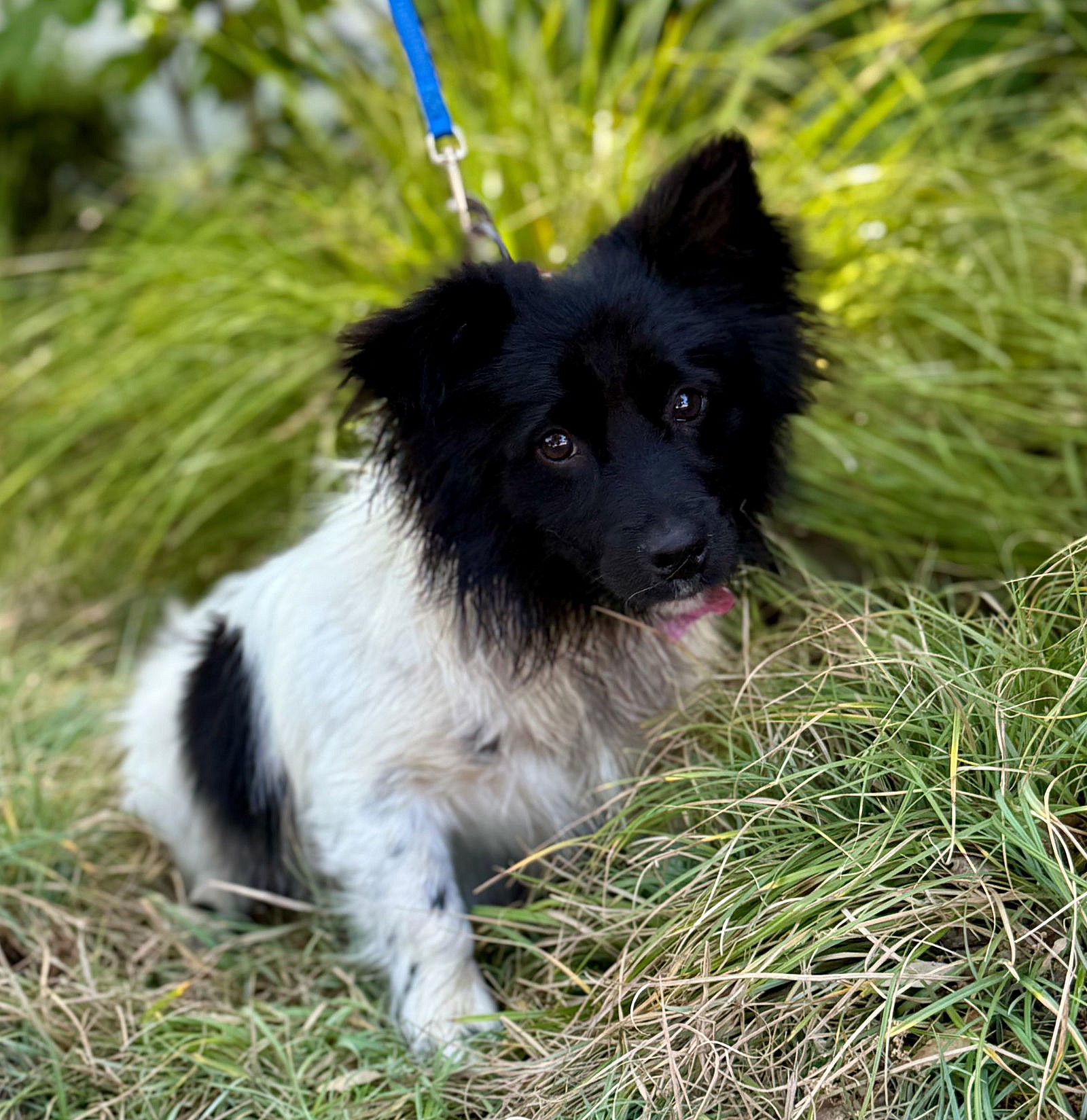 Hammock - Pomeranian