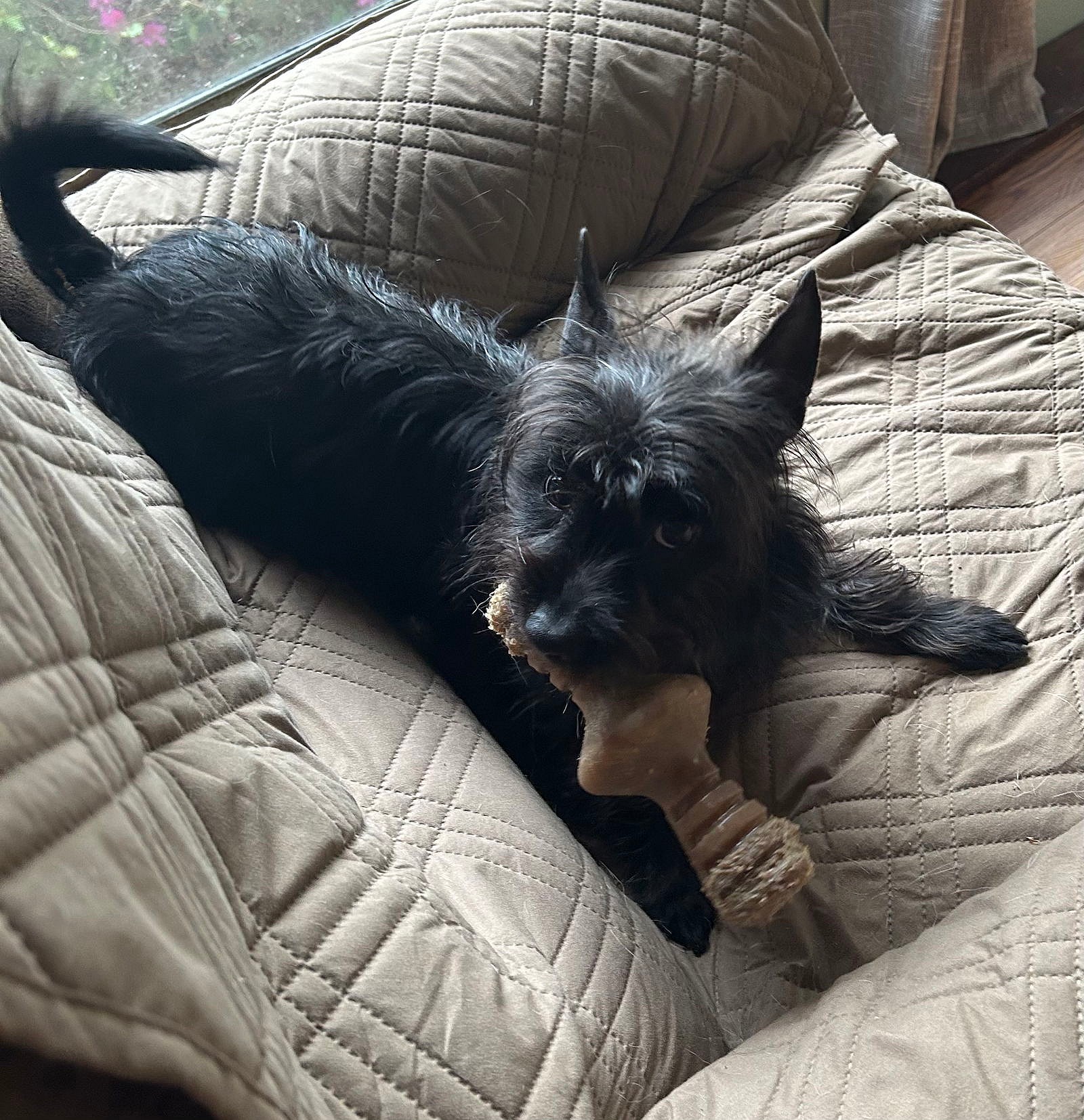 Reynolds - Cairn Terrier