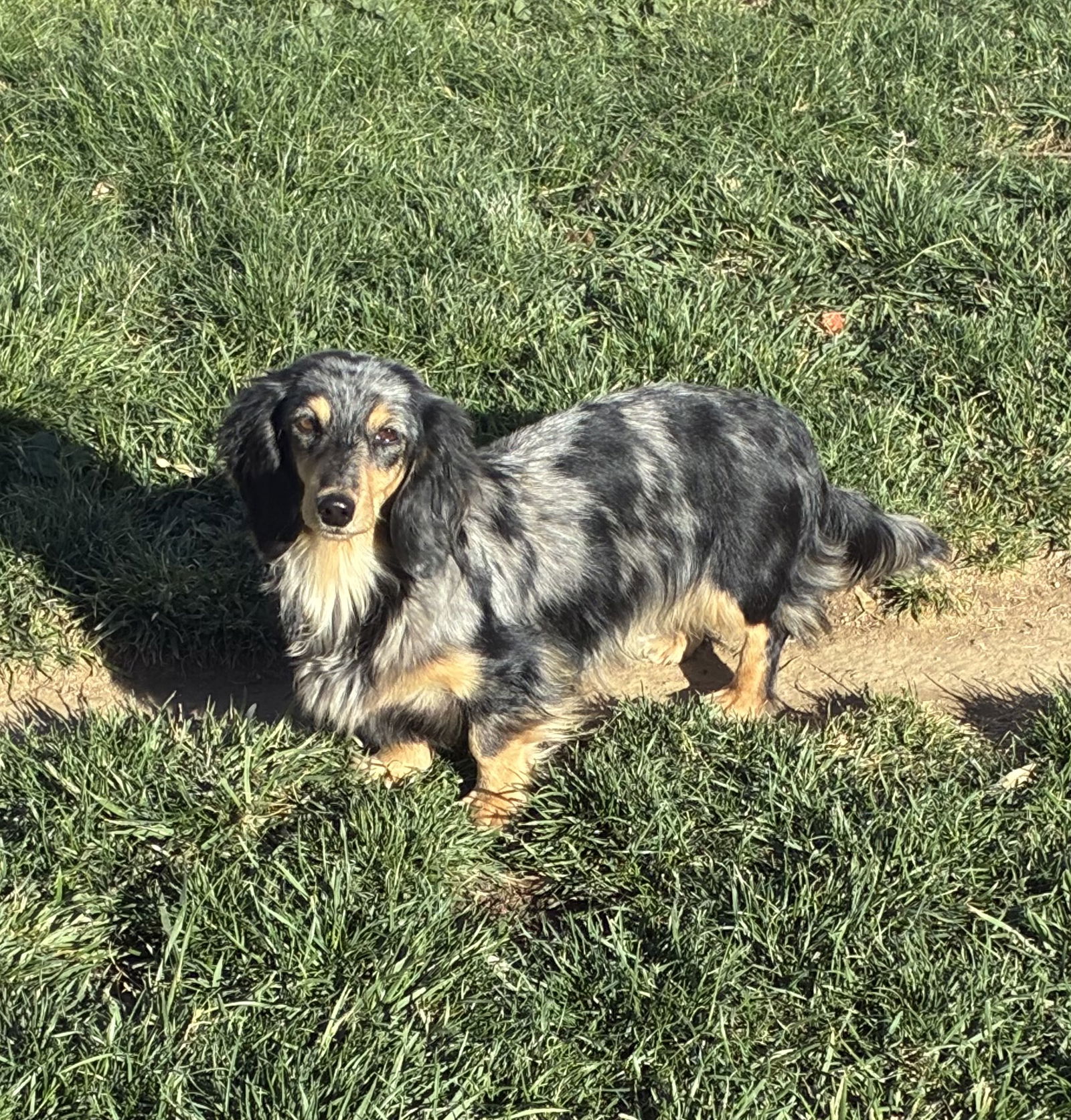 Cleo - Dachshund
