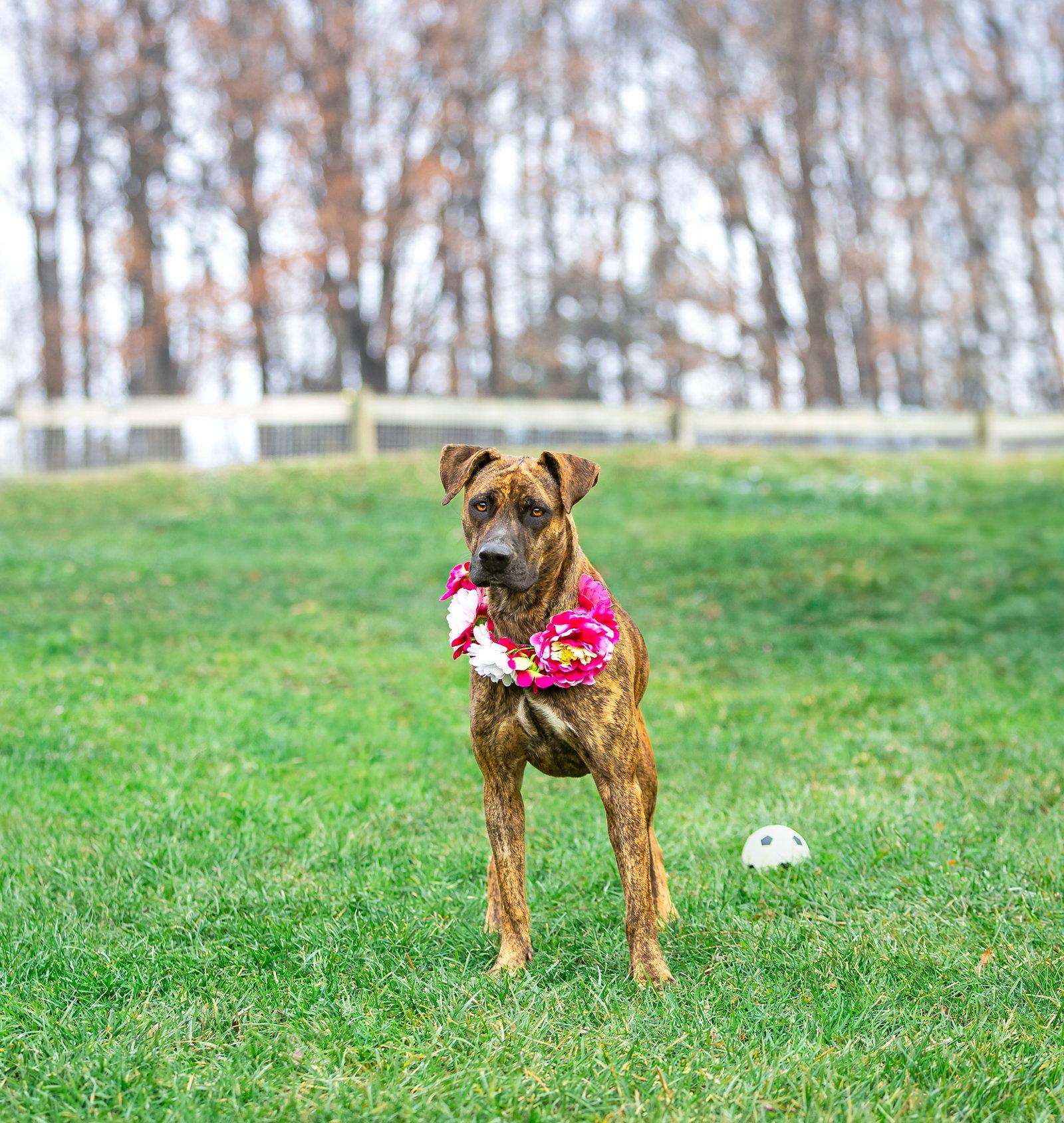 Gemma - Mountain Cur