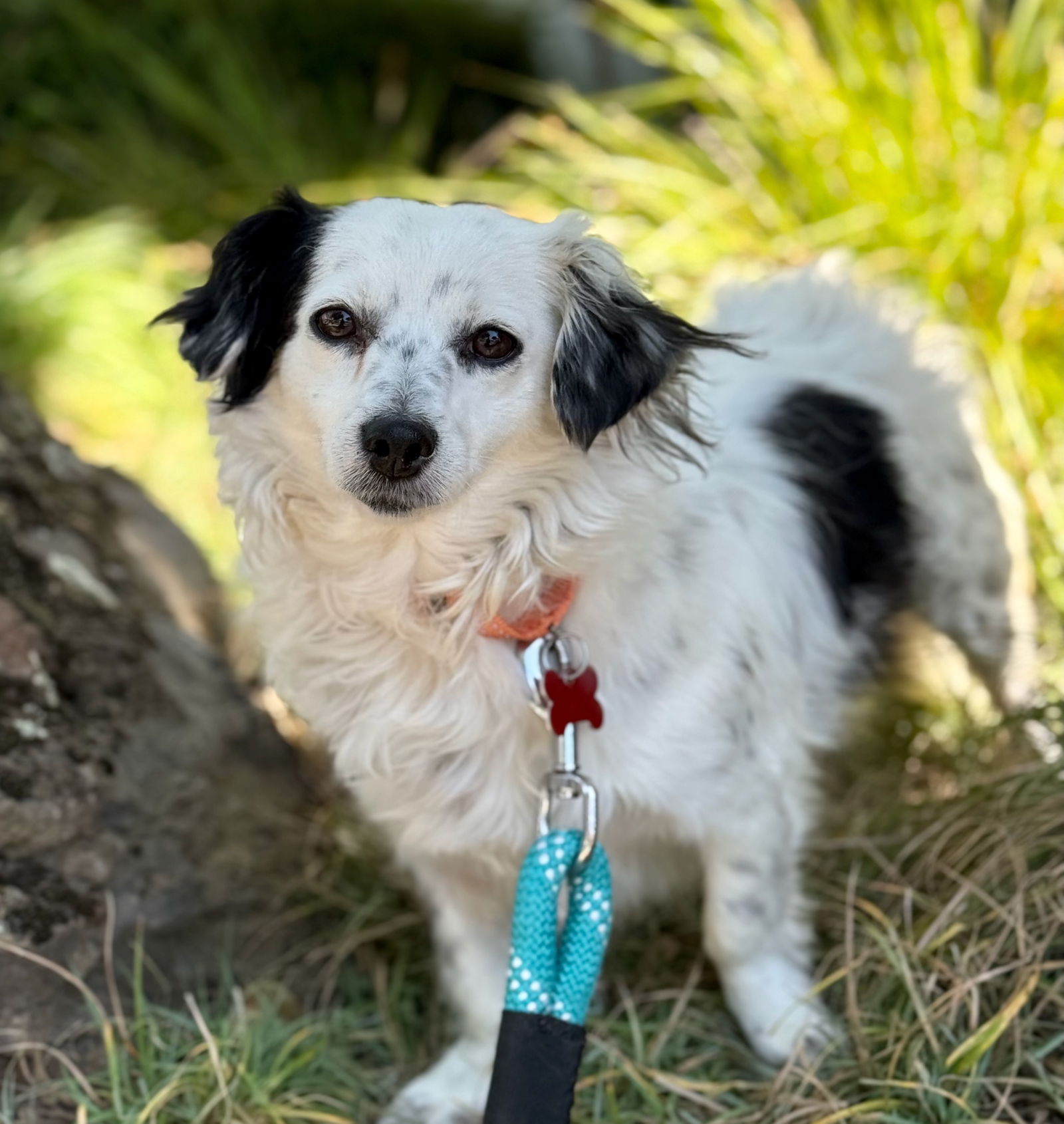 Miss Piggy - Cavalier King Charles Spaniel