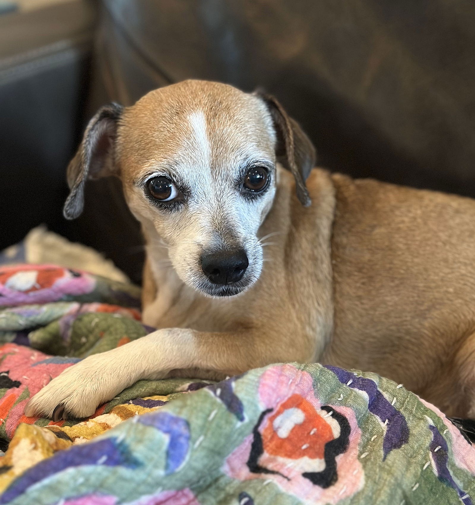 Lucy (beagle) - Nice Little Lady!