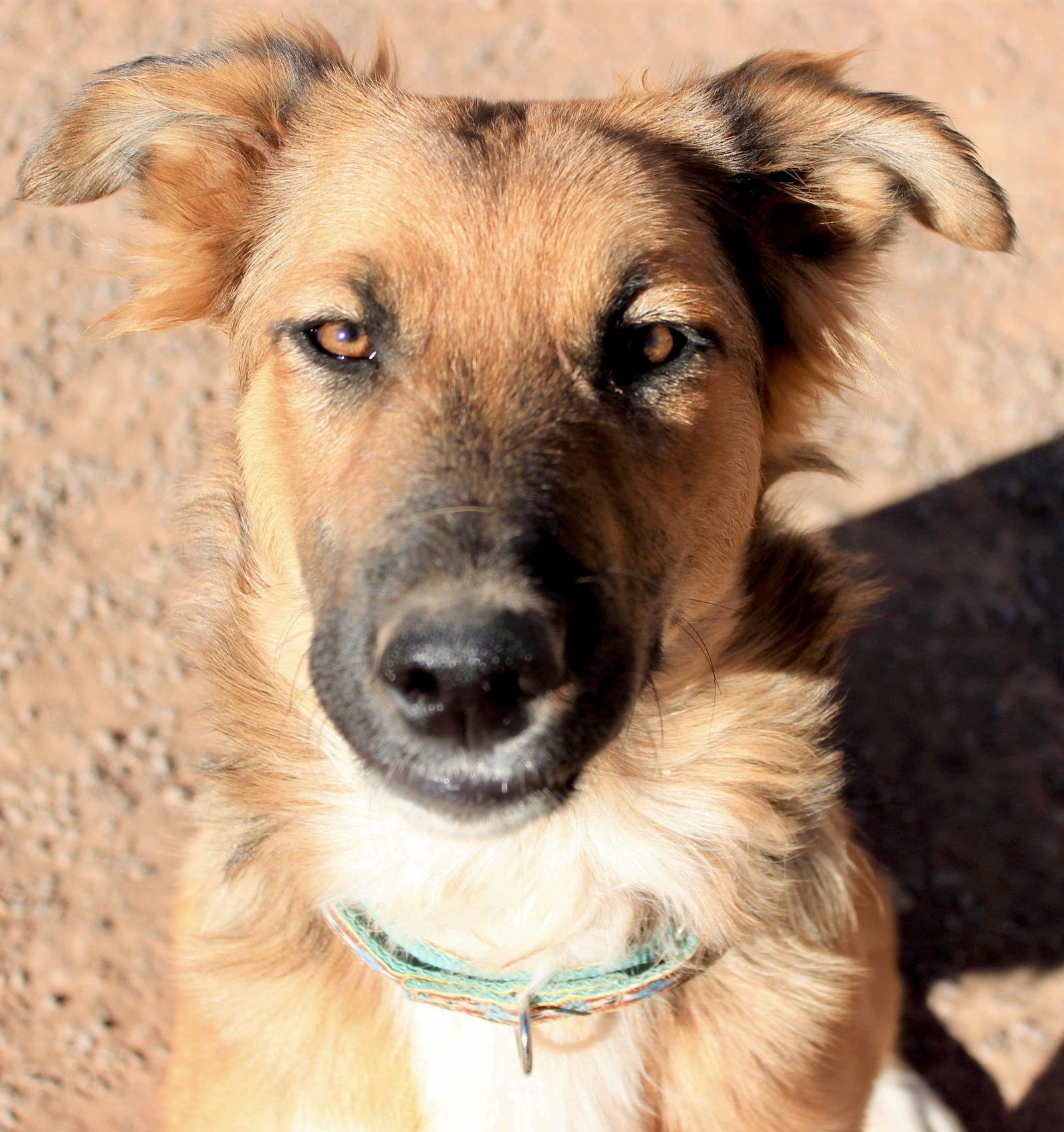 Merida - Siberian Husky