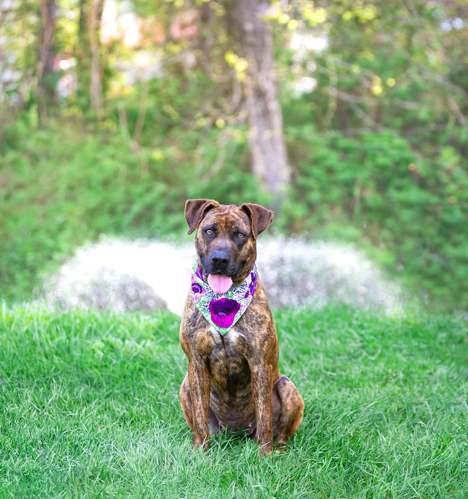 Gemma - Mountain Cur