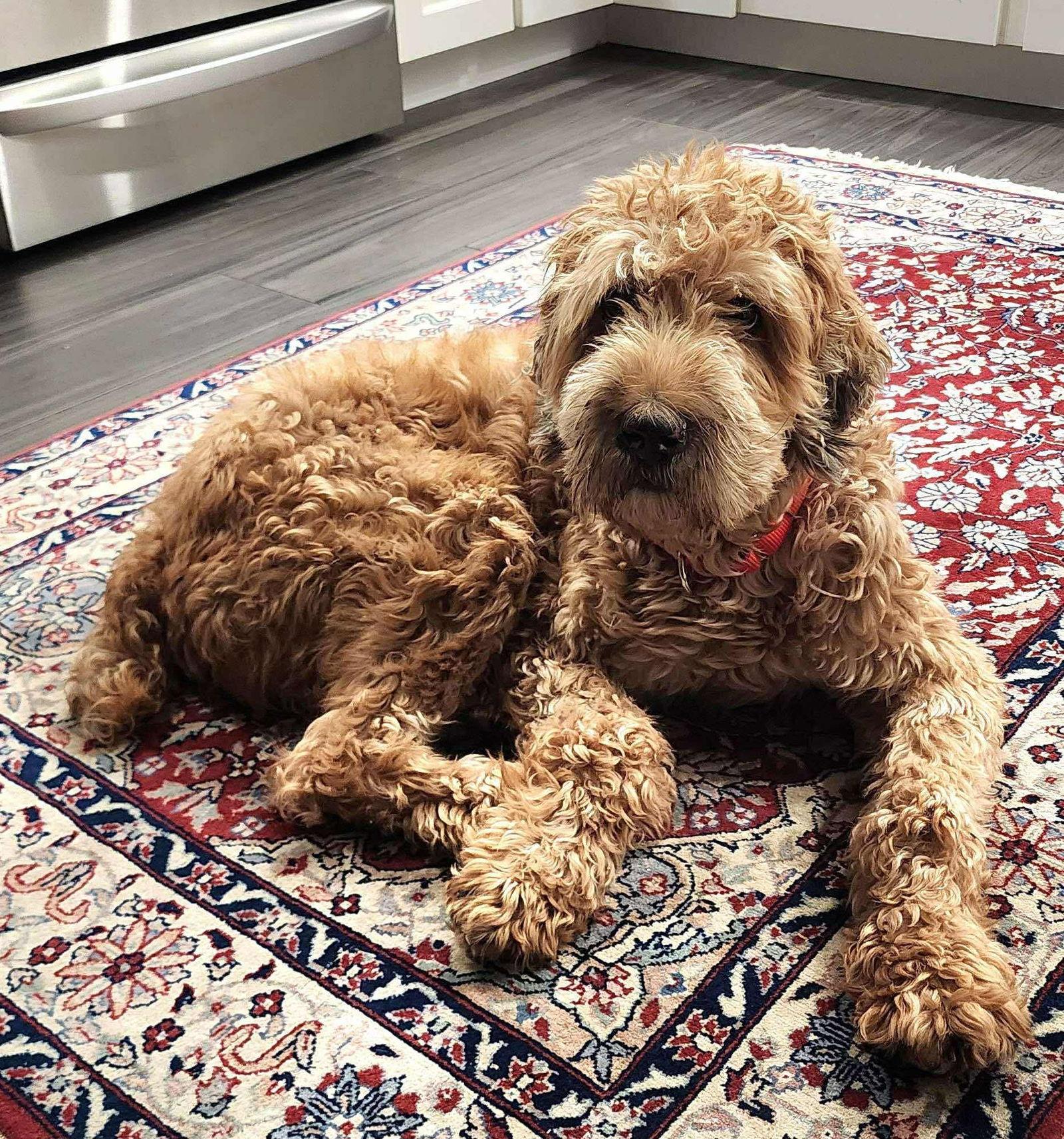 Cheeto - Golden Retriever