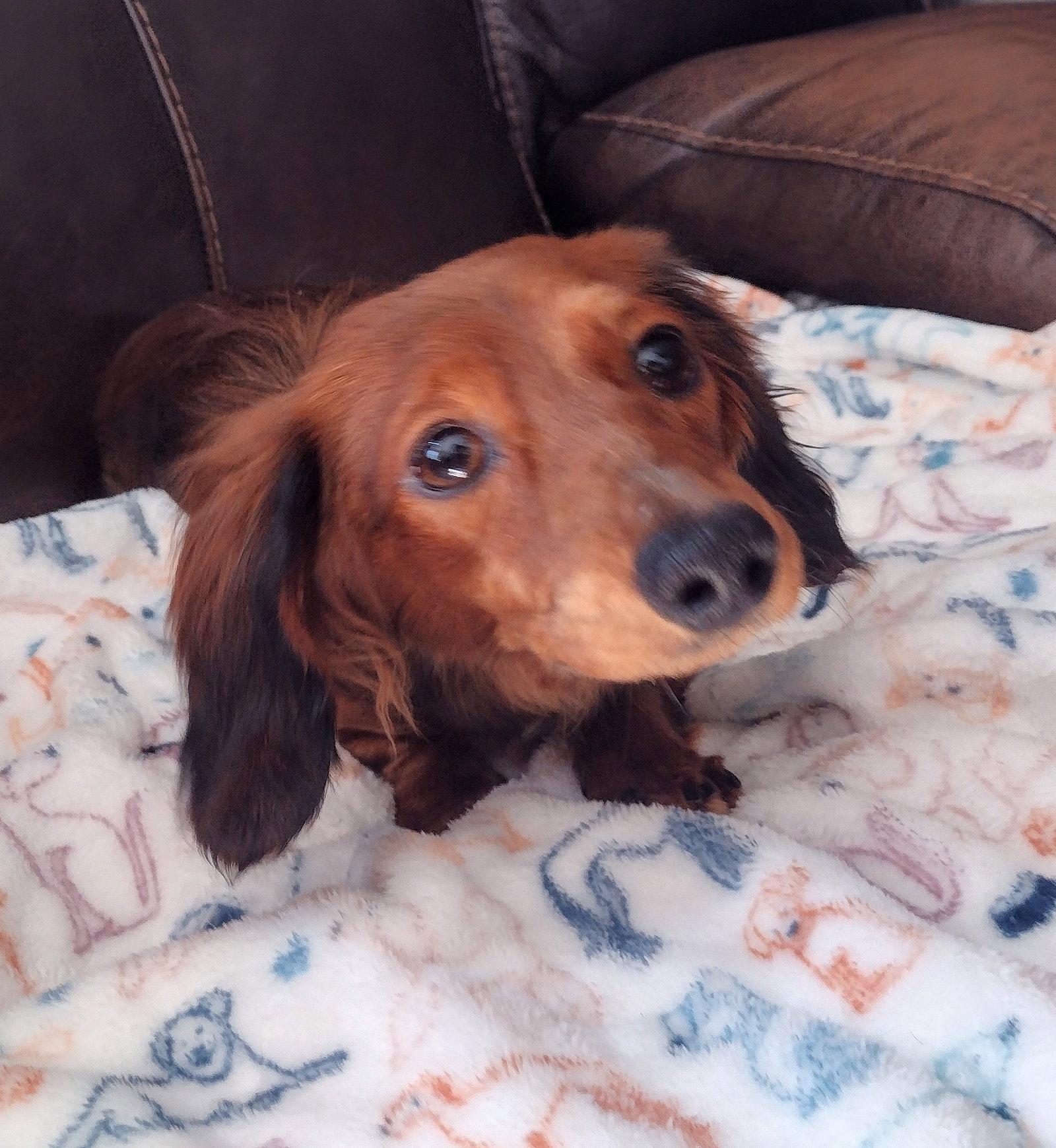 Timmy - Dachshund