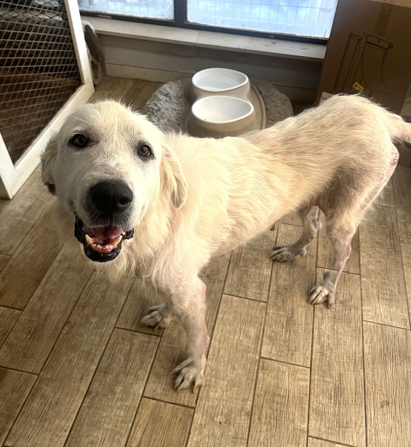 Althea - Great Pyrenees