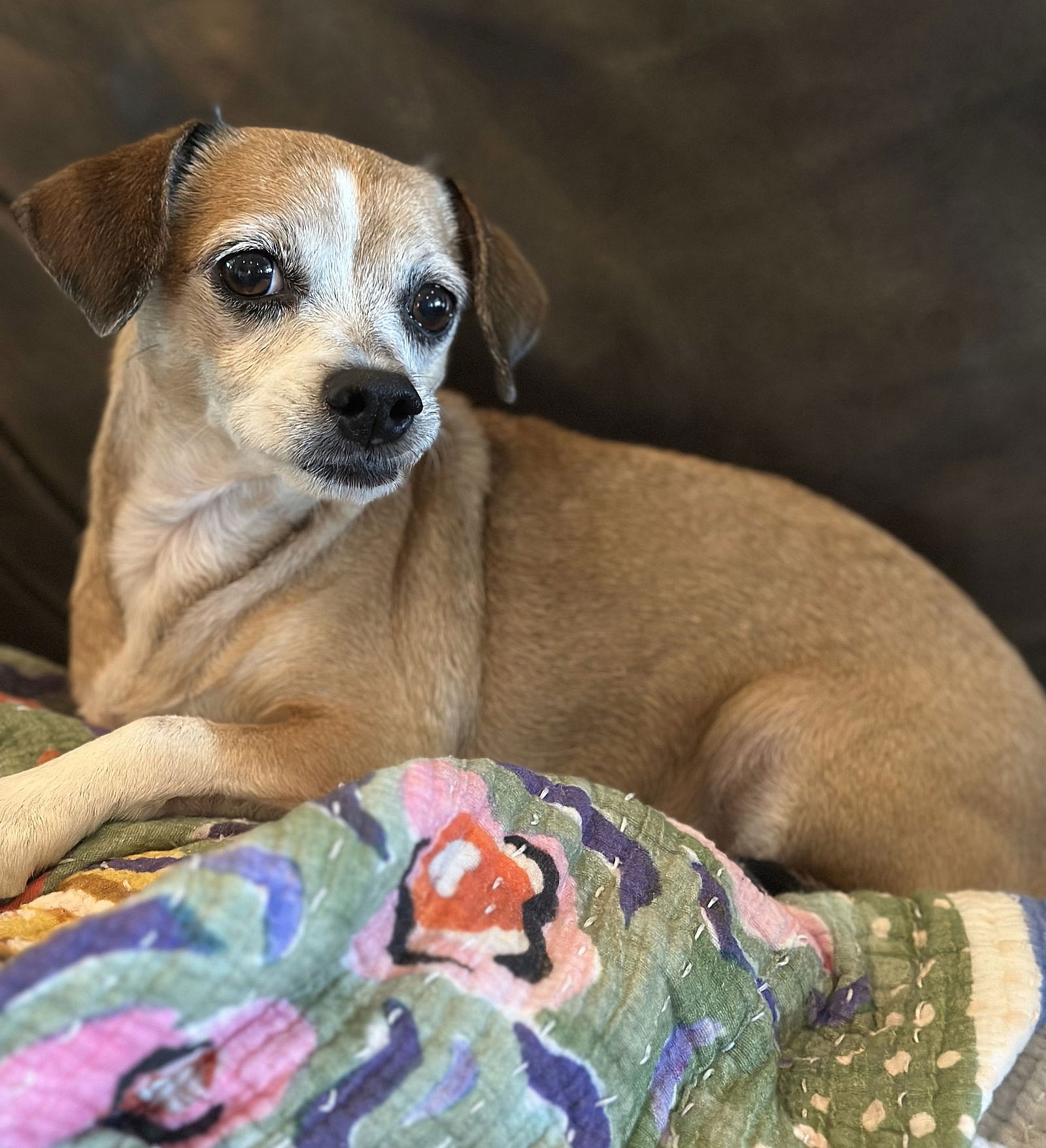 Lucy (beagle) - Nice Little Lady!