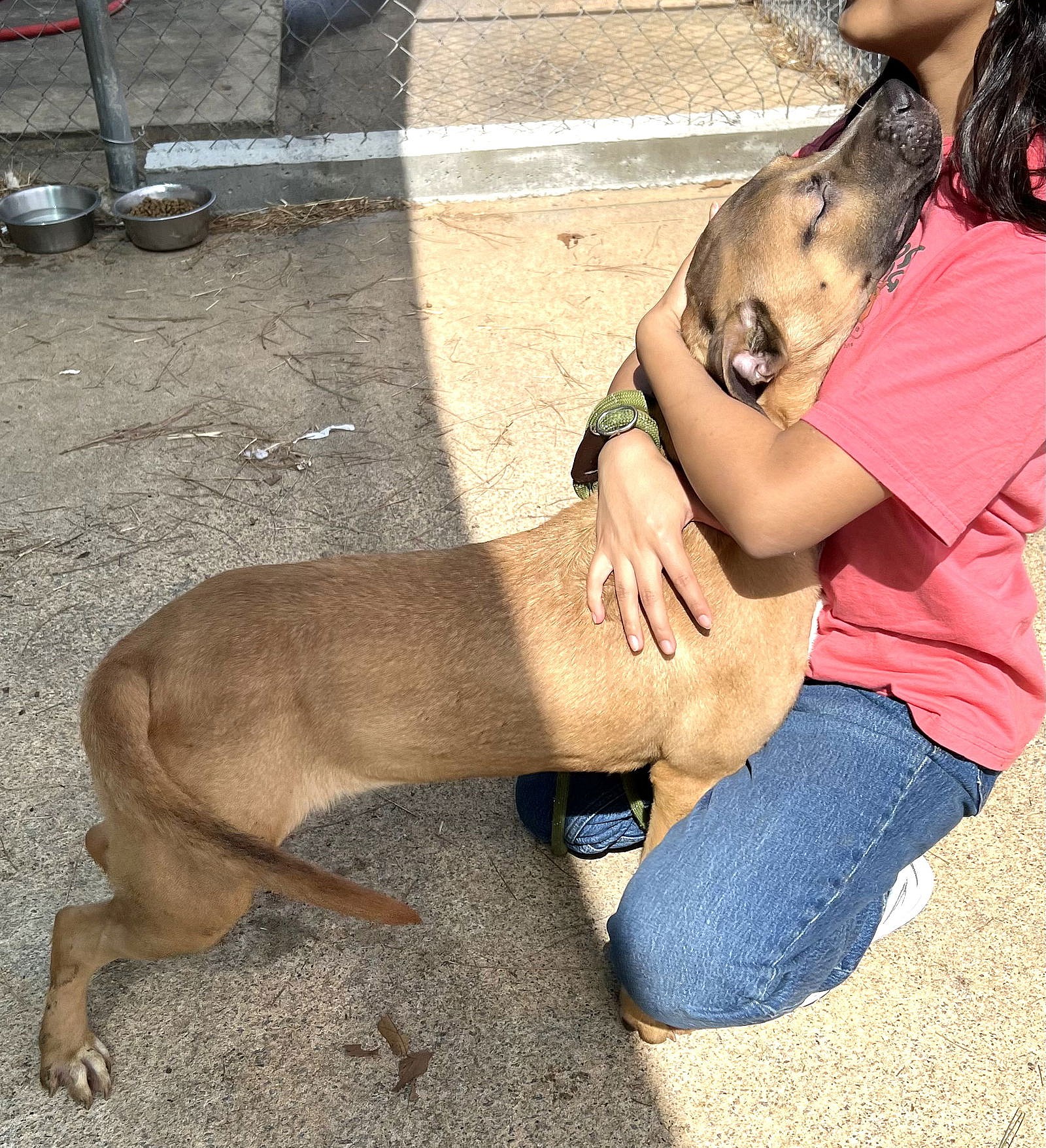 Voldemort - American Staffordshire Terrier