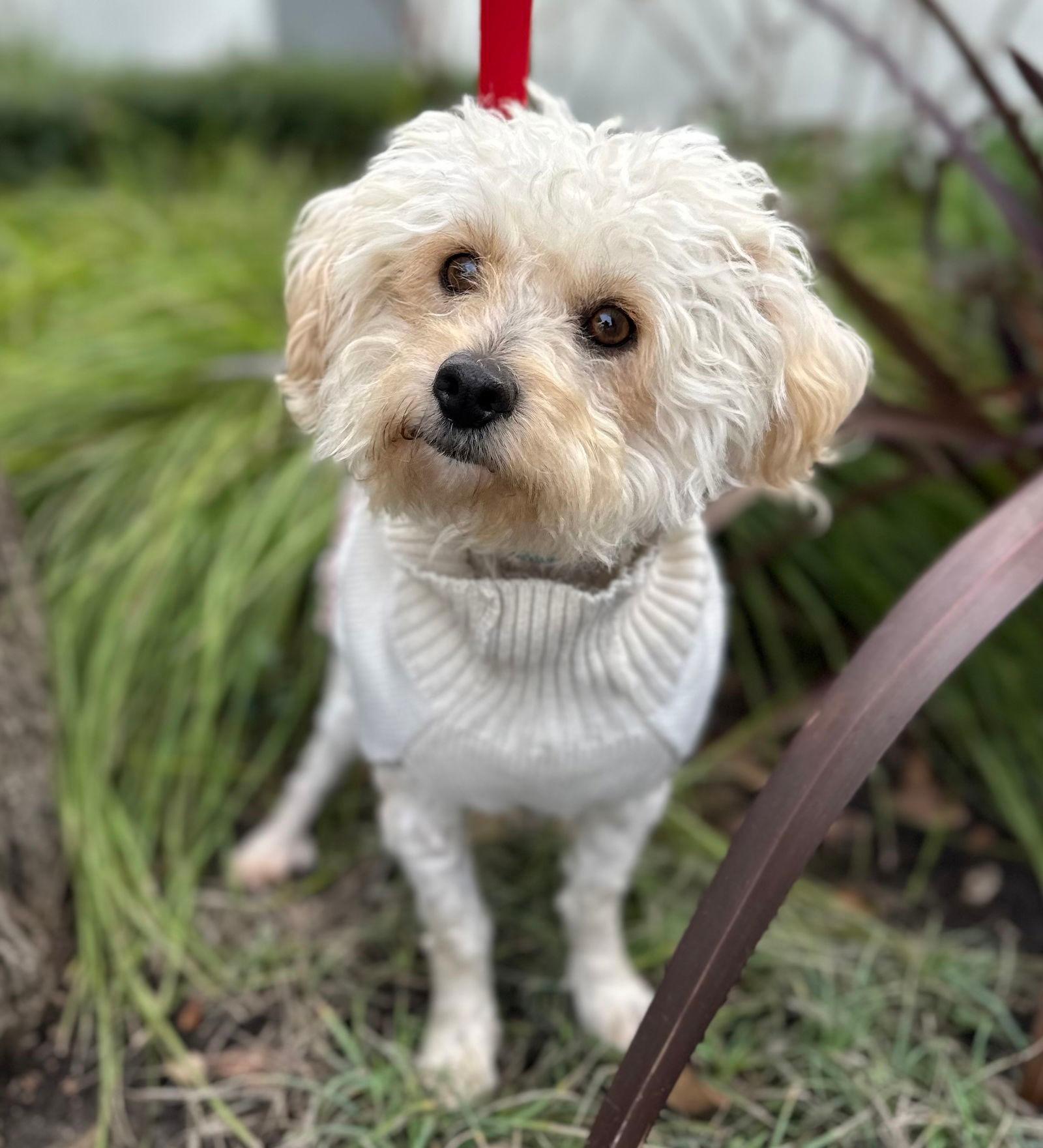 Lambchop