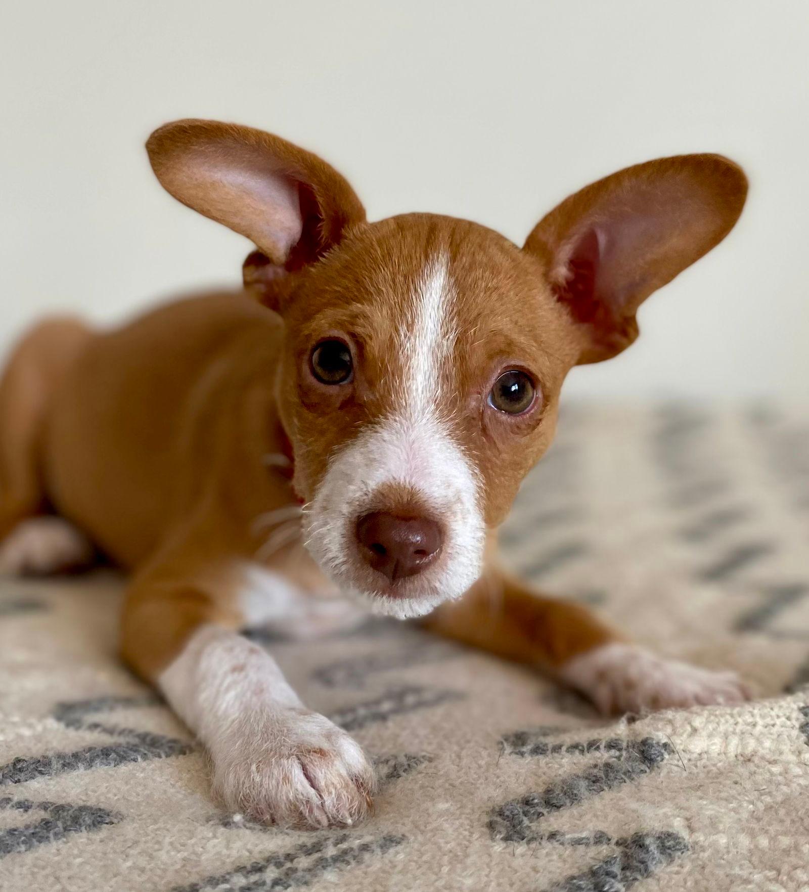Chestnut