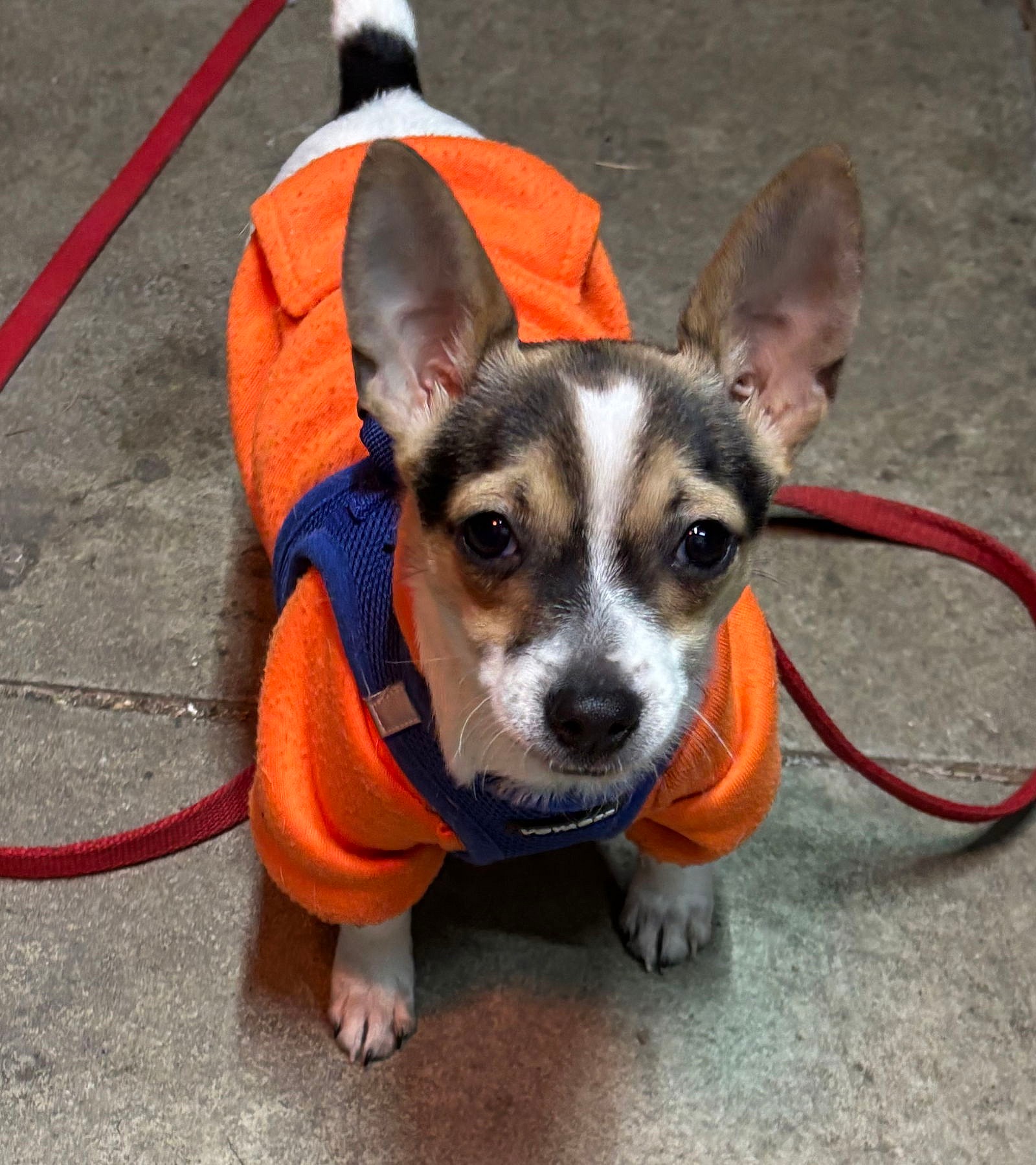 Duke Ellington - Jack Russell Terrier