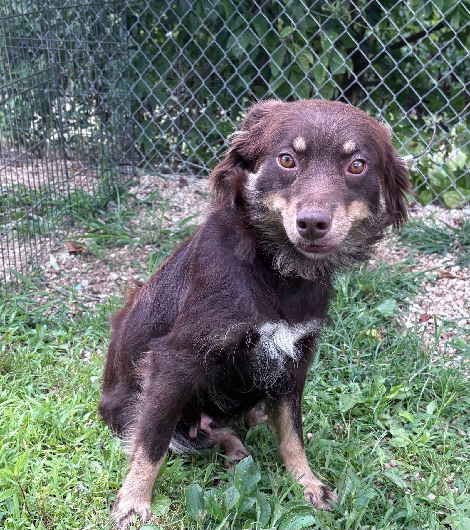 SWEETIE - Australian Shepherd