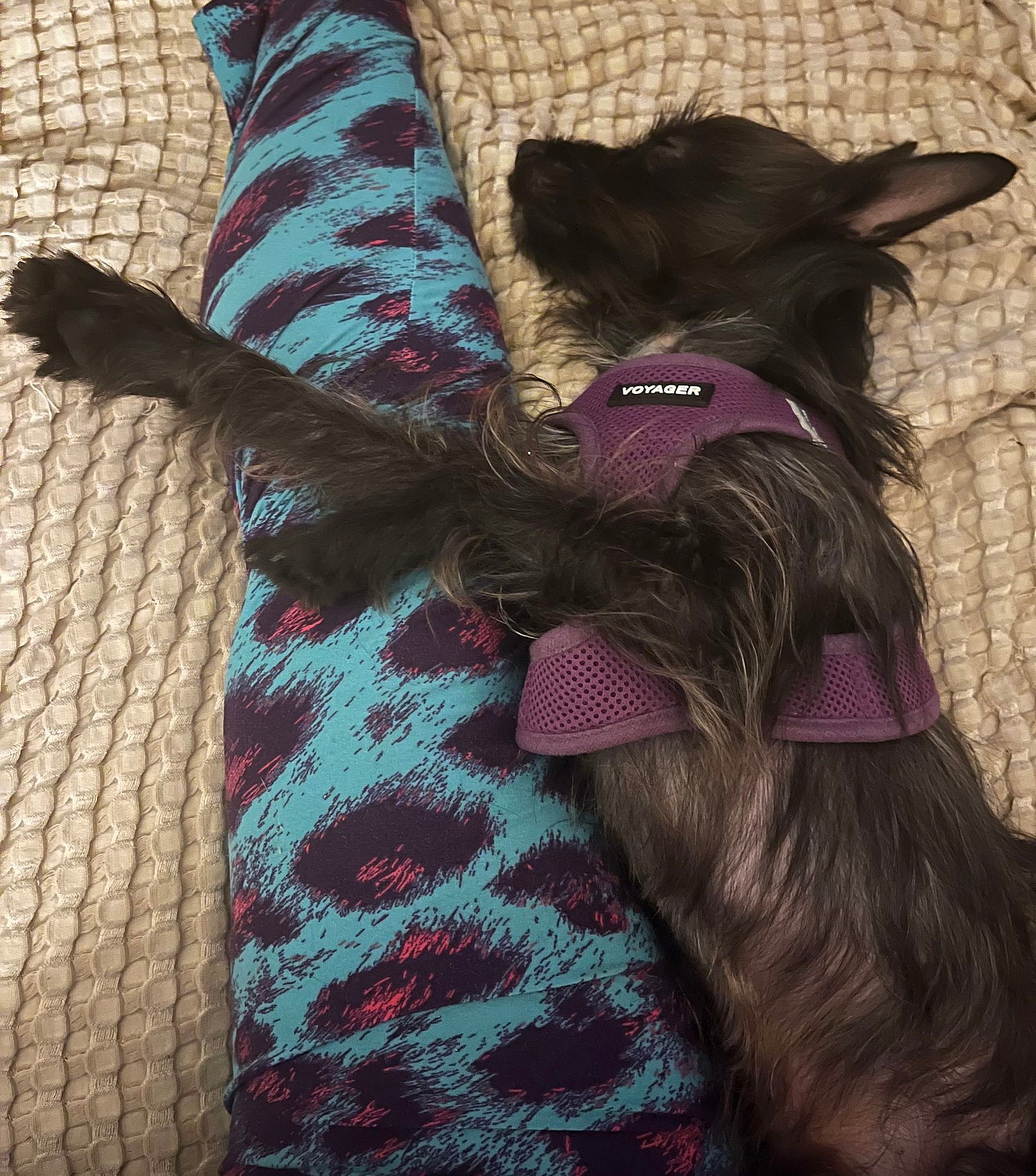 Reynolds - Cairn Terrier