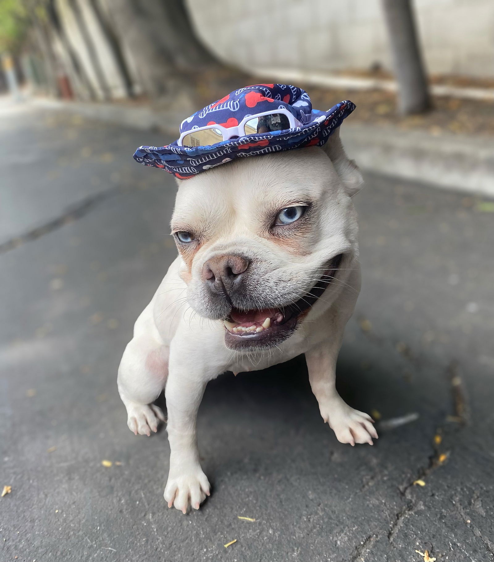 Plushie - French Bulldog