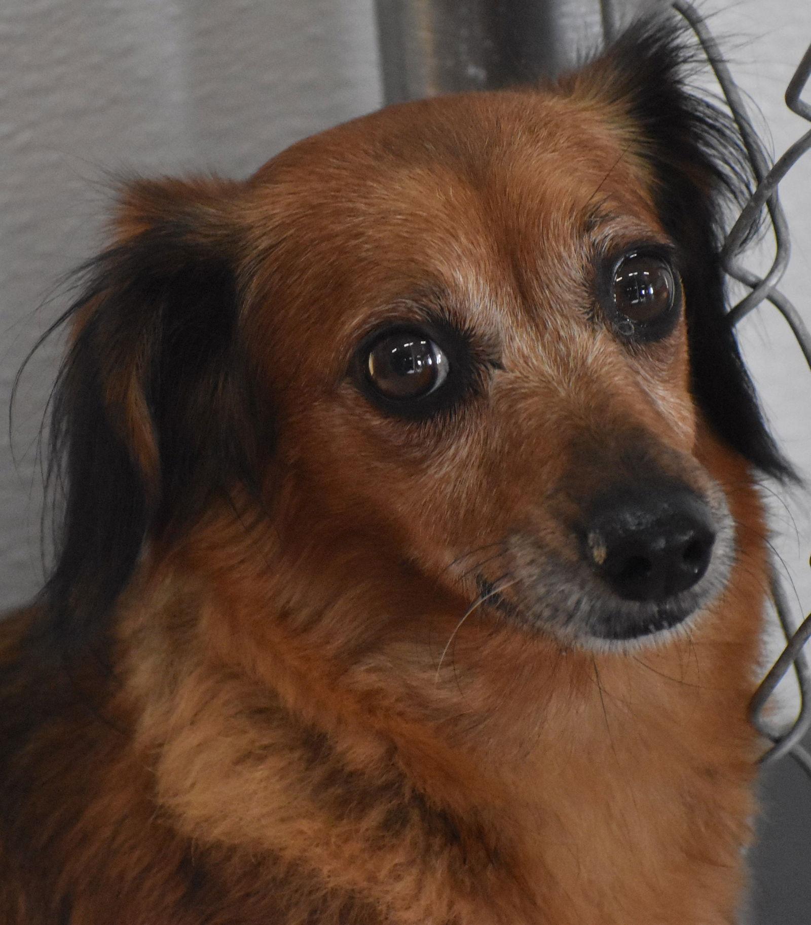 Giselle in TN - Dachshund