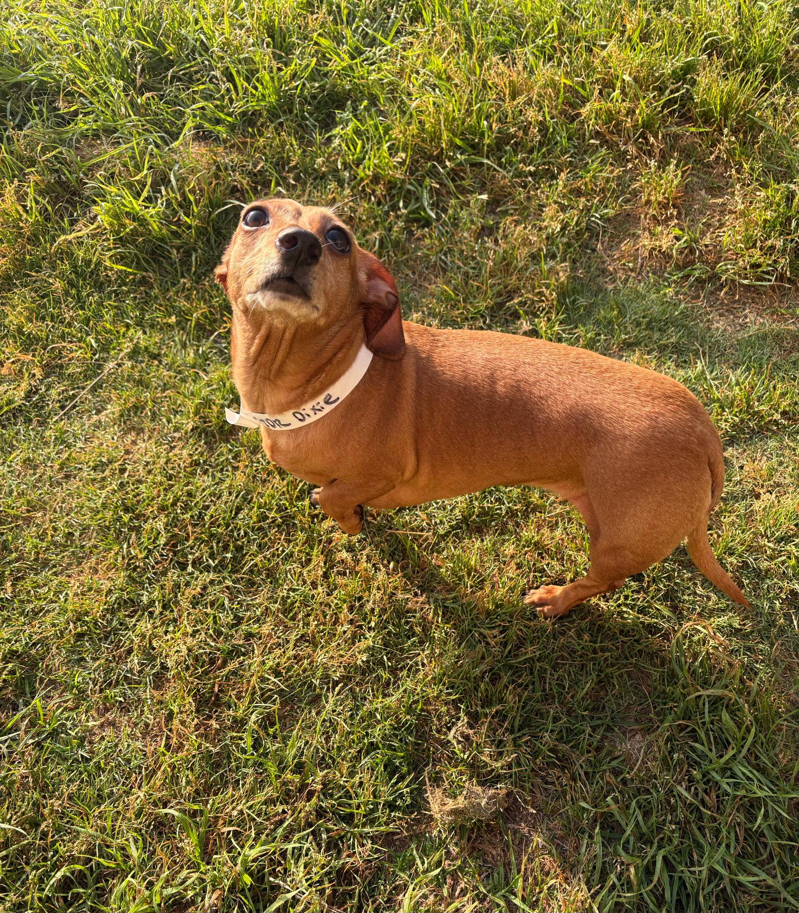 Dixie - Dachshund