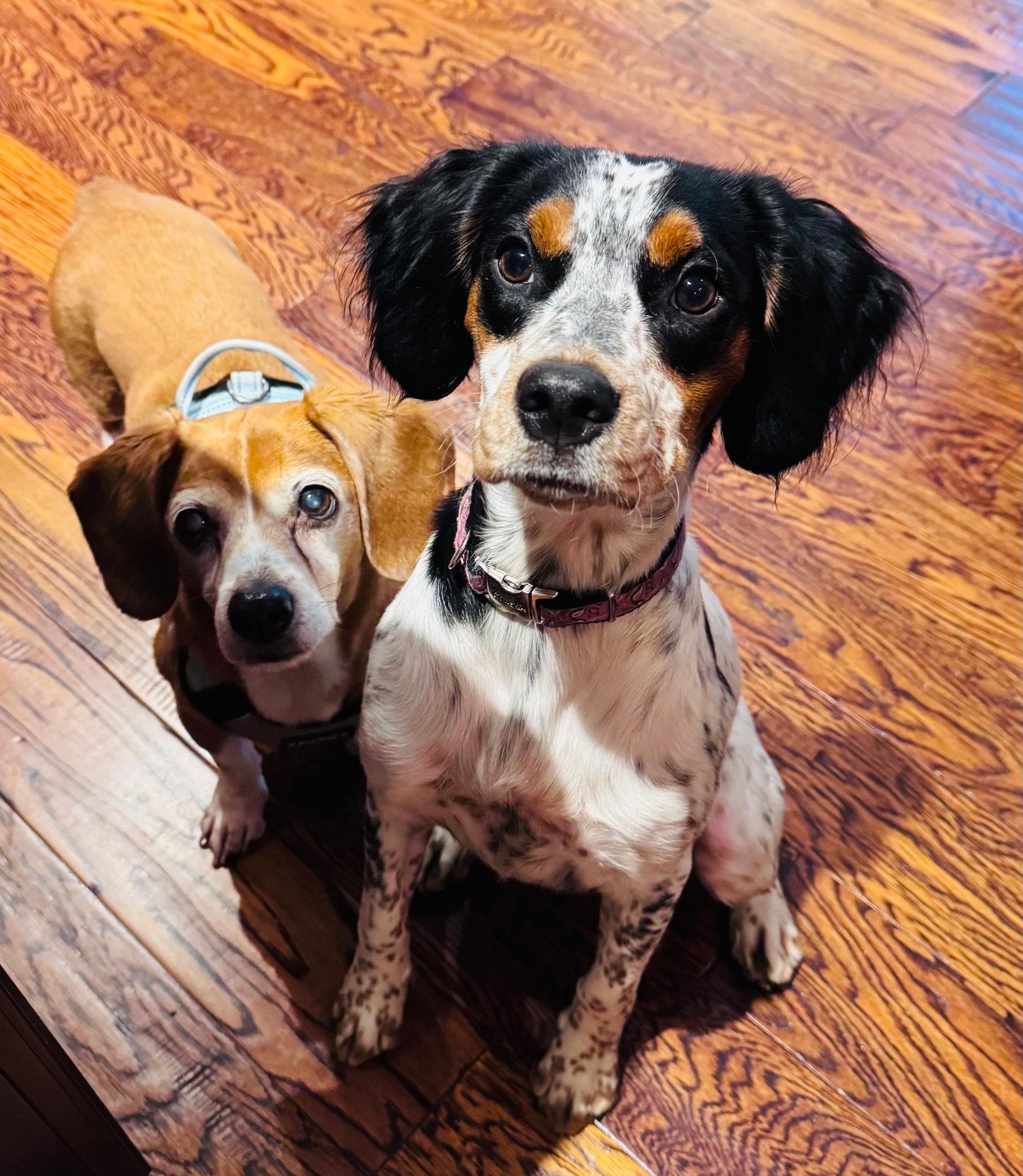 Delta - English Setter