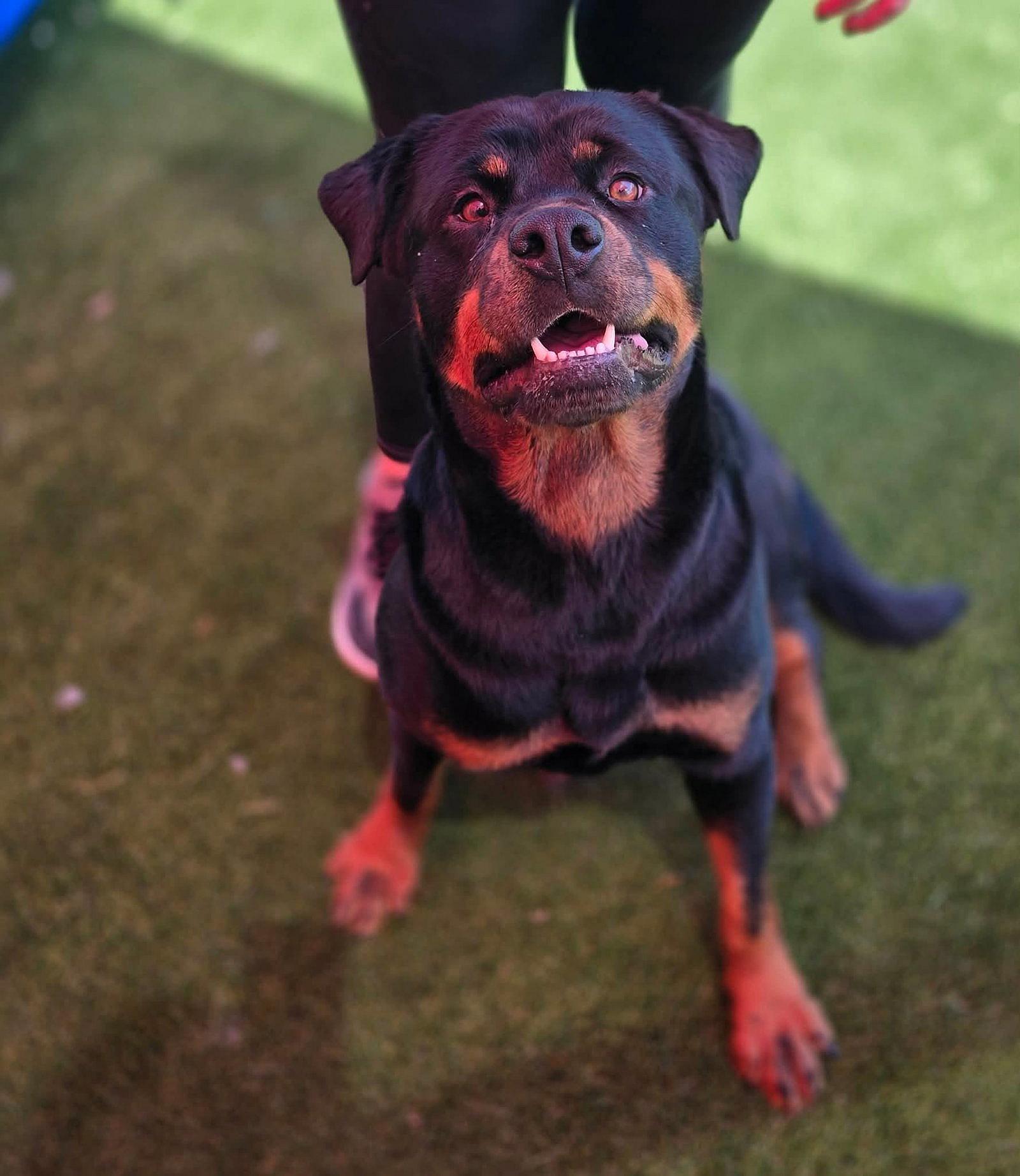 Maria - Rottweiler