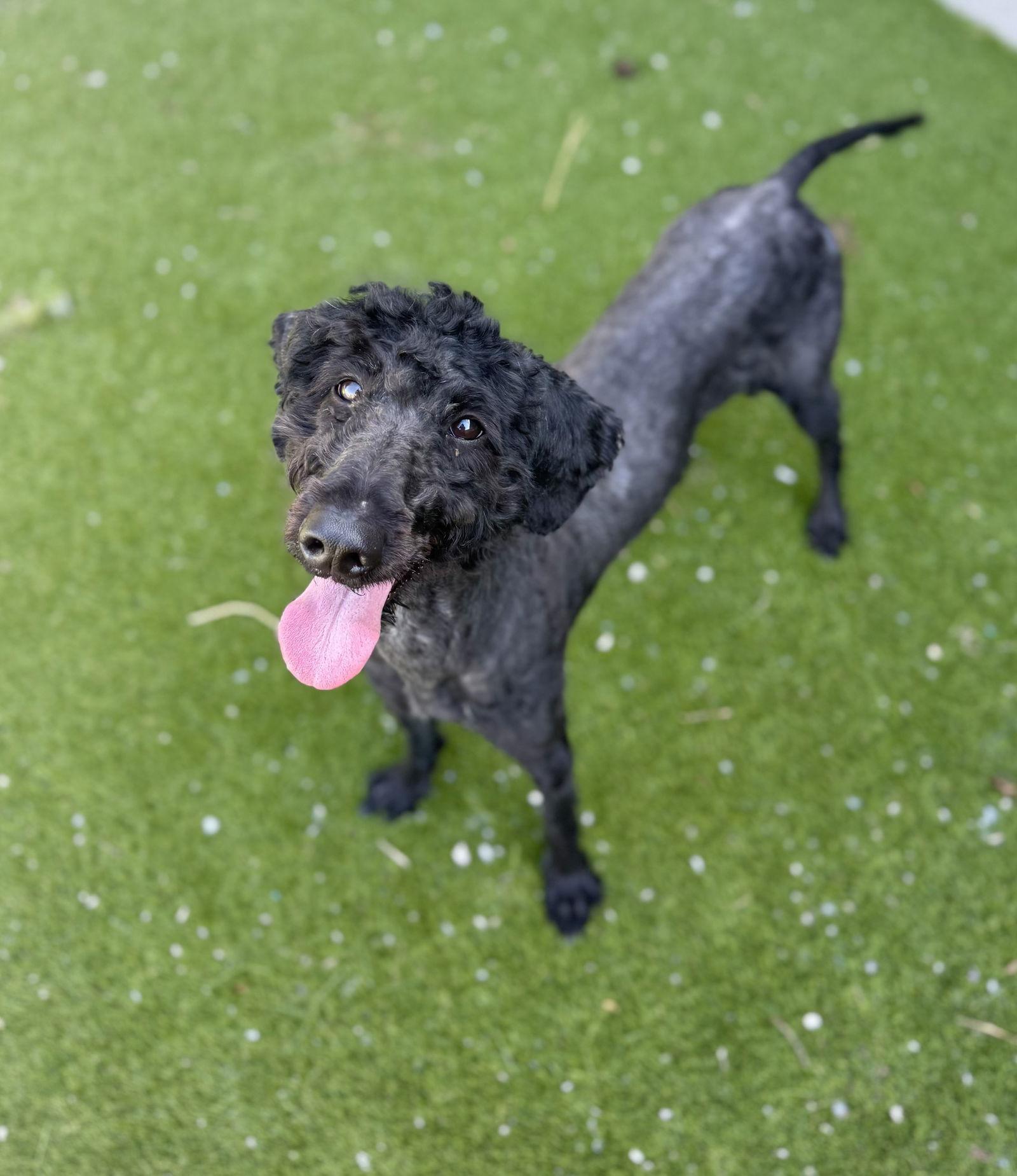 Millie - Poodle (Standard)