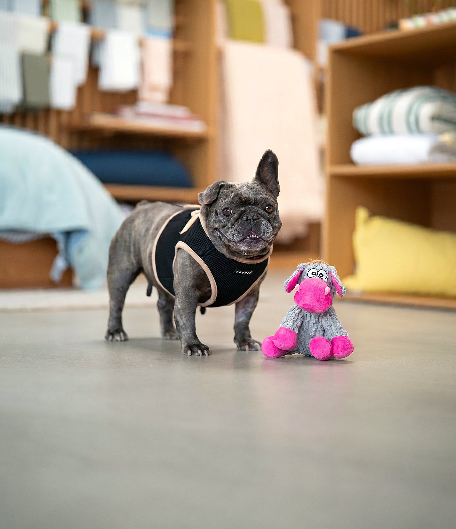 Pancake - French Bulldog