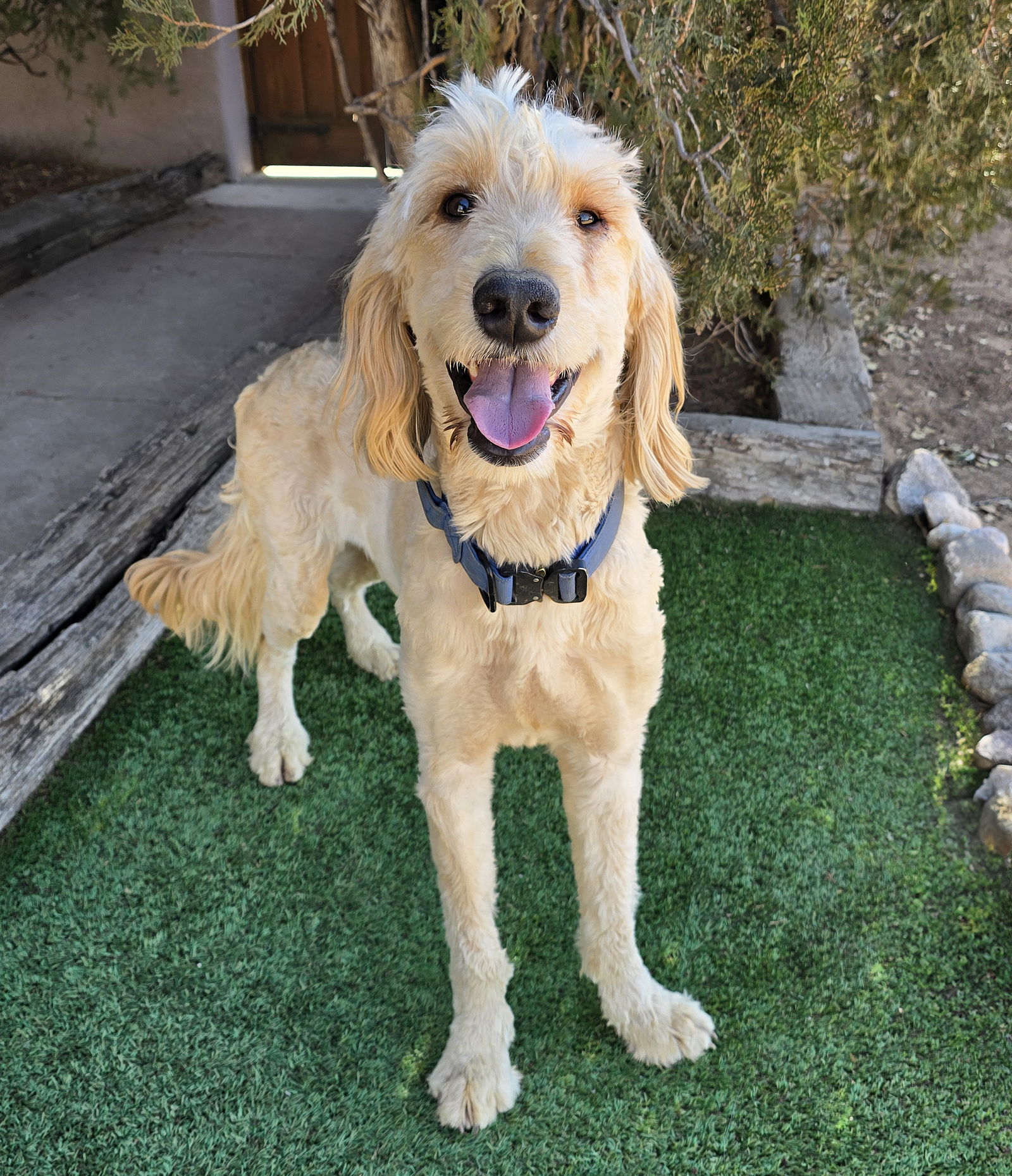 ​Irresistible Mr Indigo ~ Standard Golden Doodle