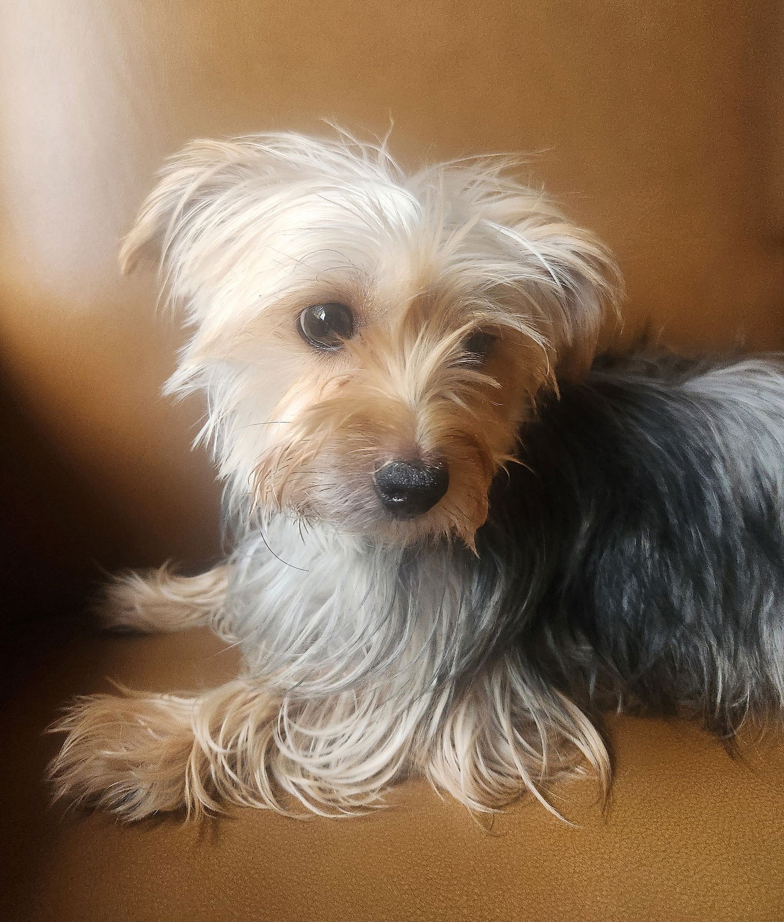 Cami - Yorkshire Terrier Yorkie