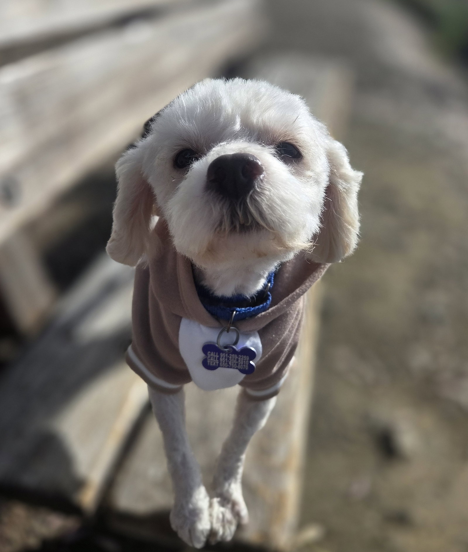 Bonsai - Maltese