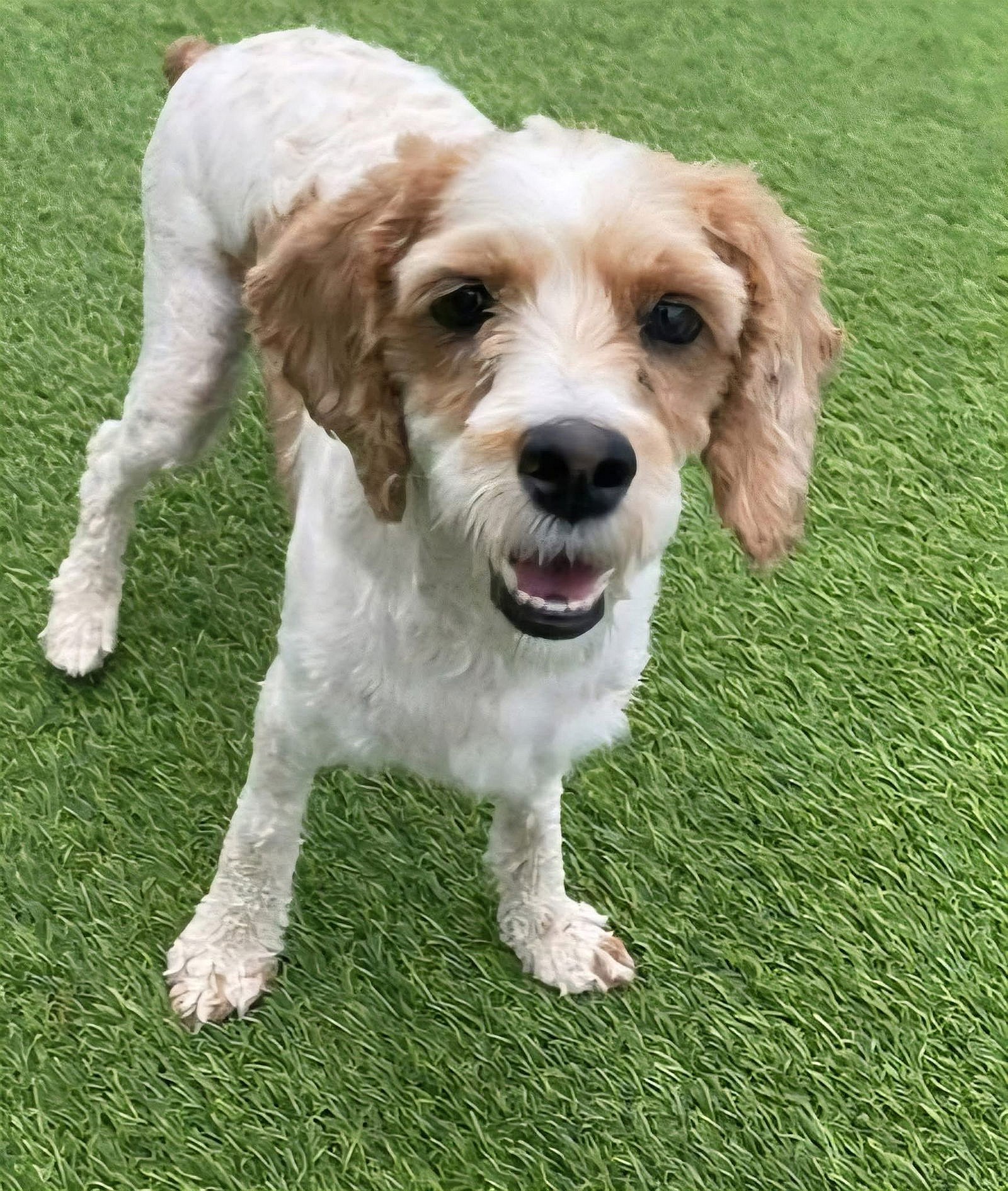 Dovey *adoption pending - Cocker Spaniel