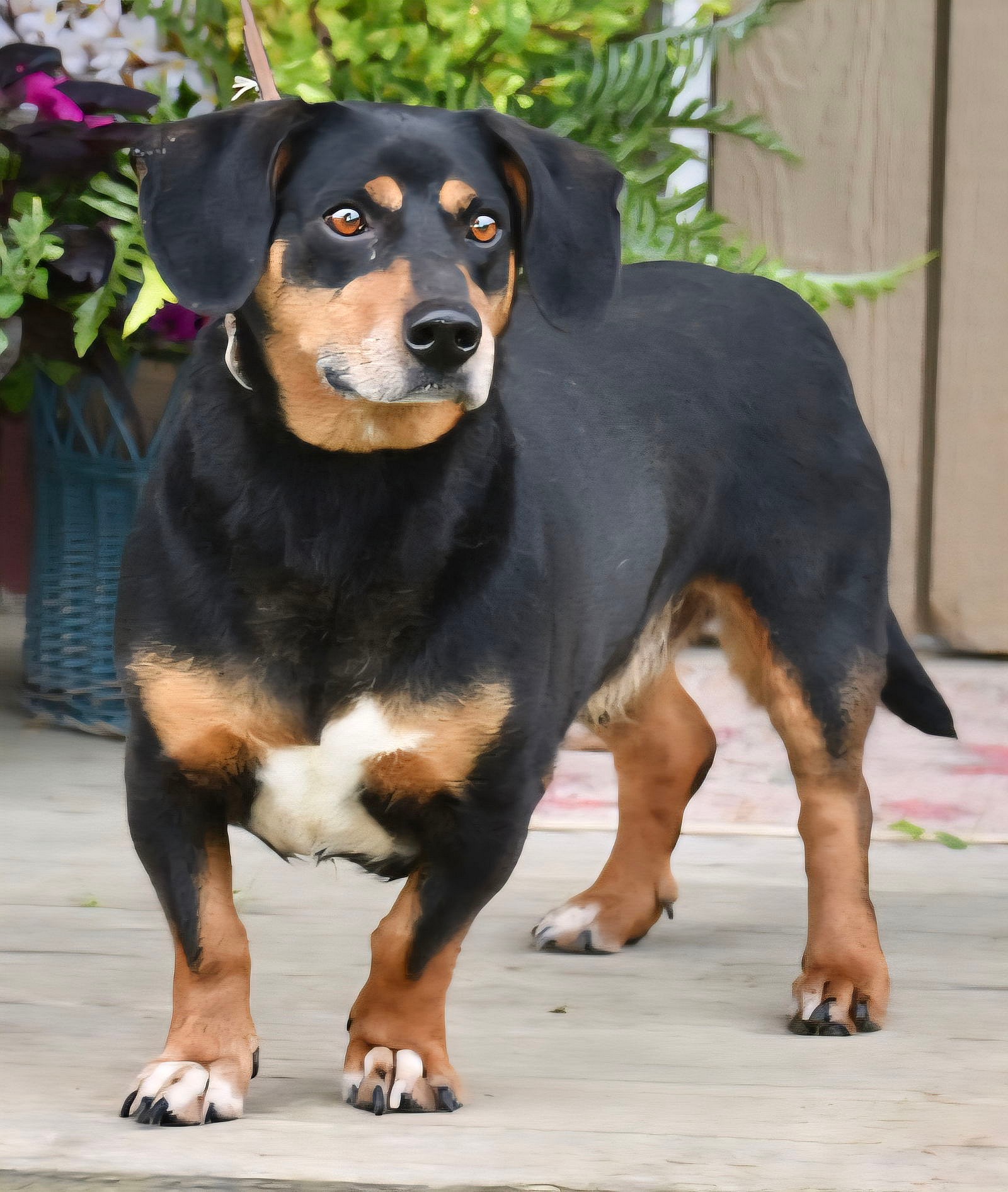 BUDDY - Basset Hound