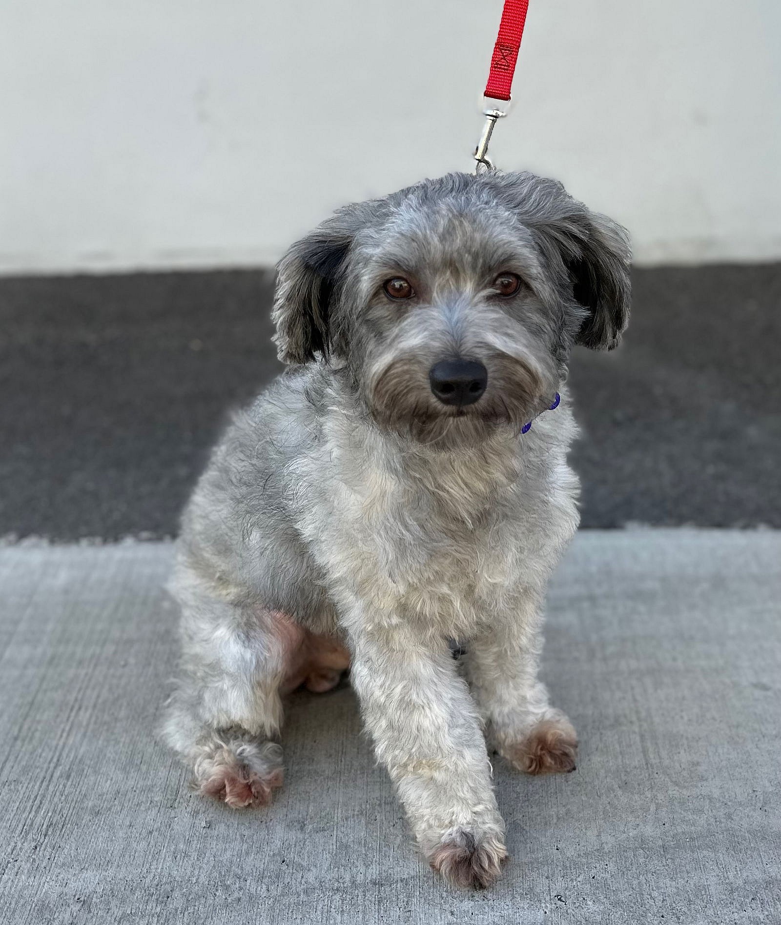 Flannel: The Super Schnoodle Looking for His Forever Home - Rocky