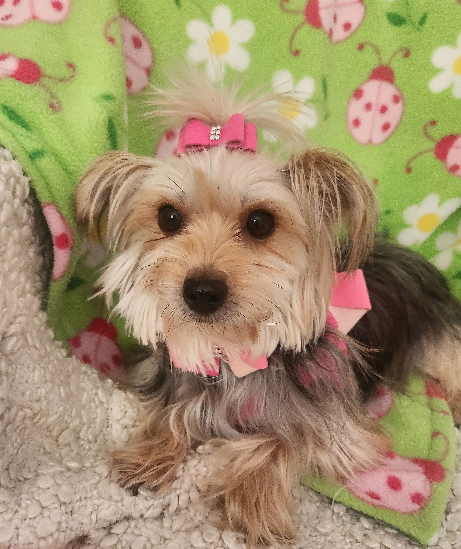Cami - Yorkshire Terrier Yorkie